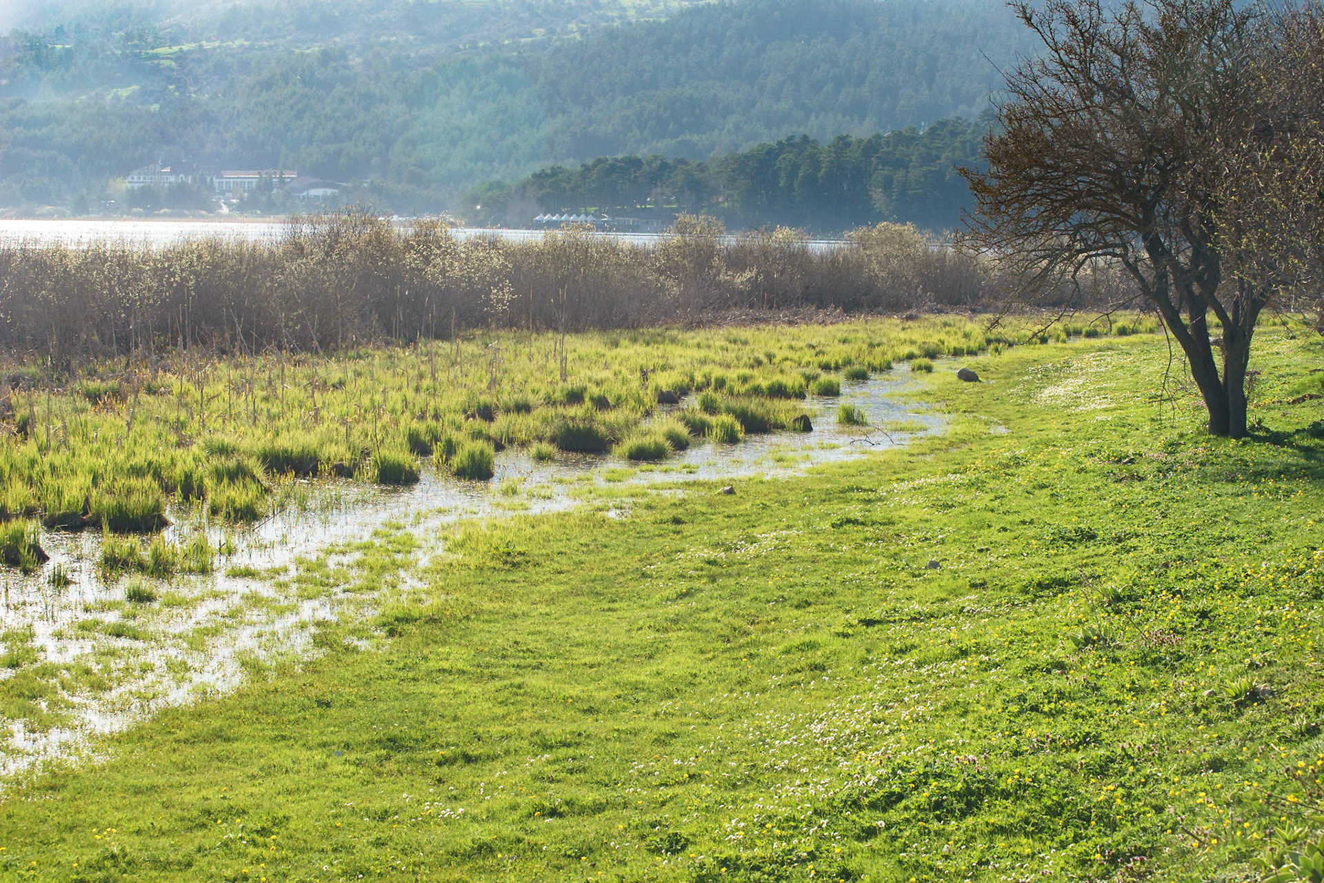 Abant Gölü kıyısından bir manzara.