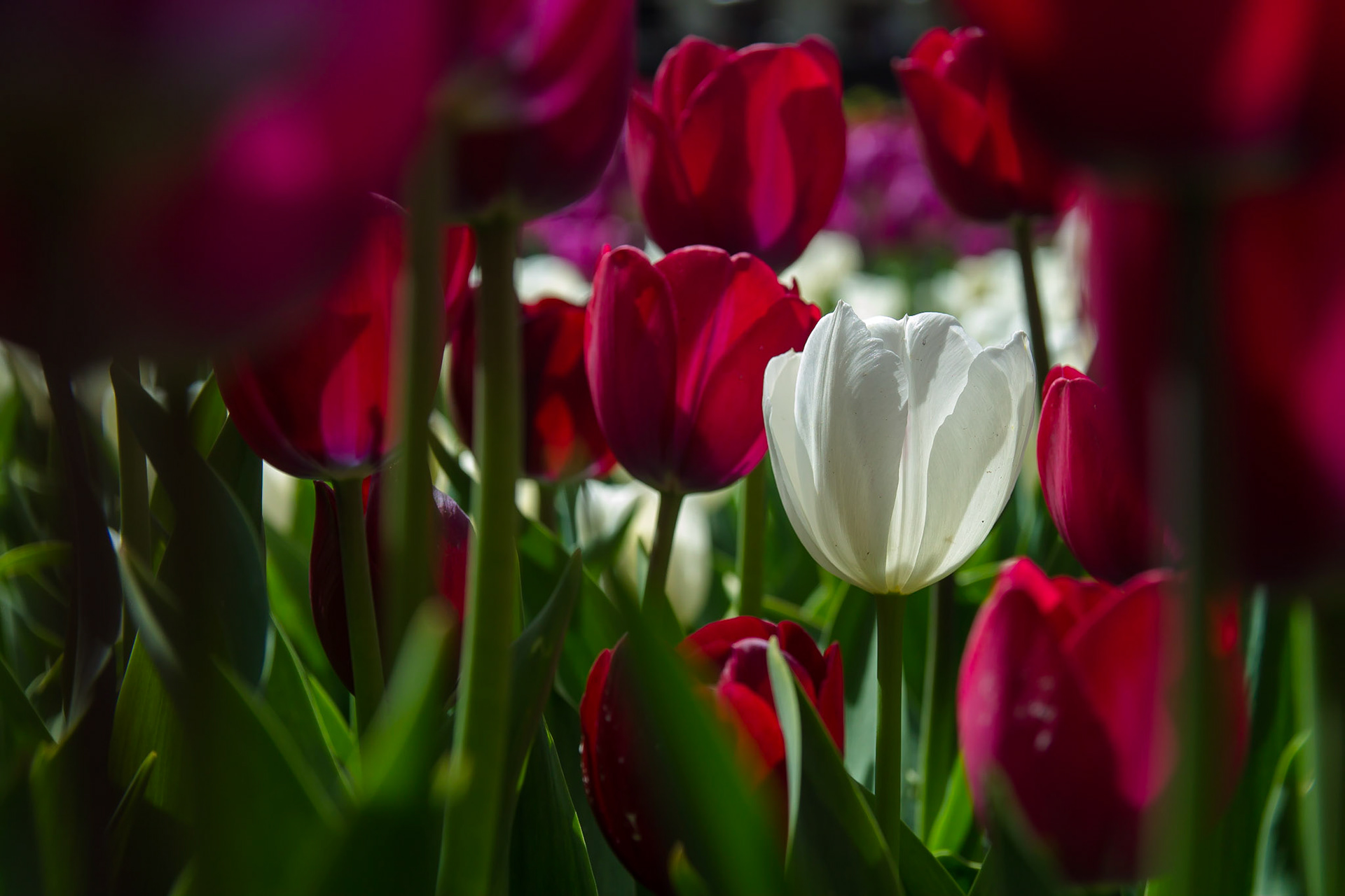 İstanbul'un lale ile olan geçmişinin anısına her yıl düzenlenen Lale Festivali'nde, şehir baştan aşağı lalelerle süsleniyor.