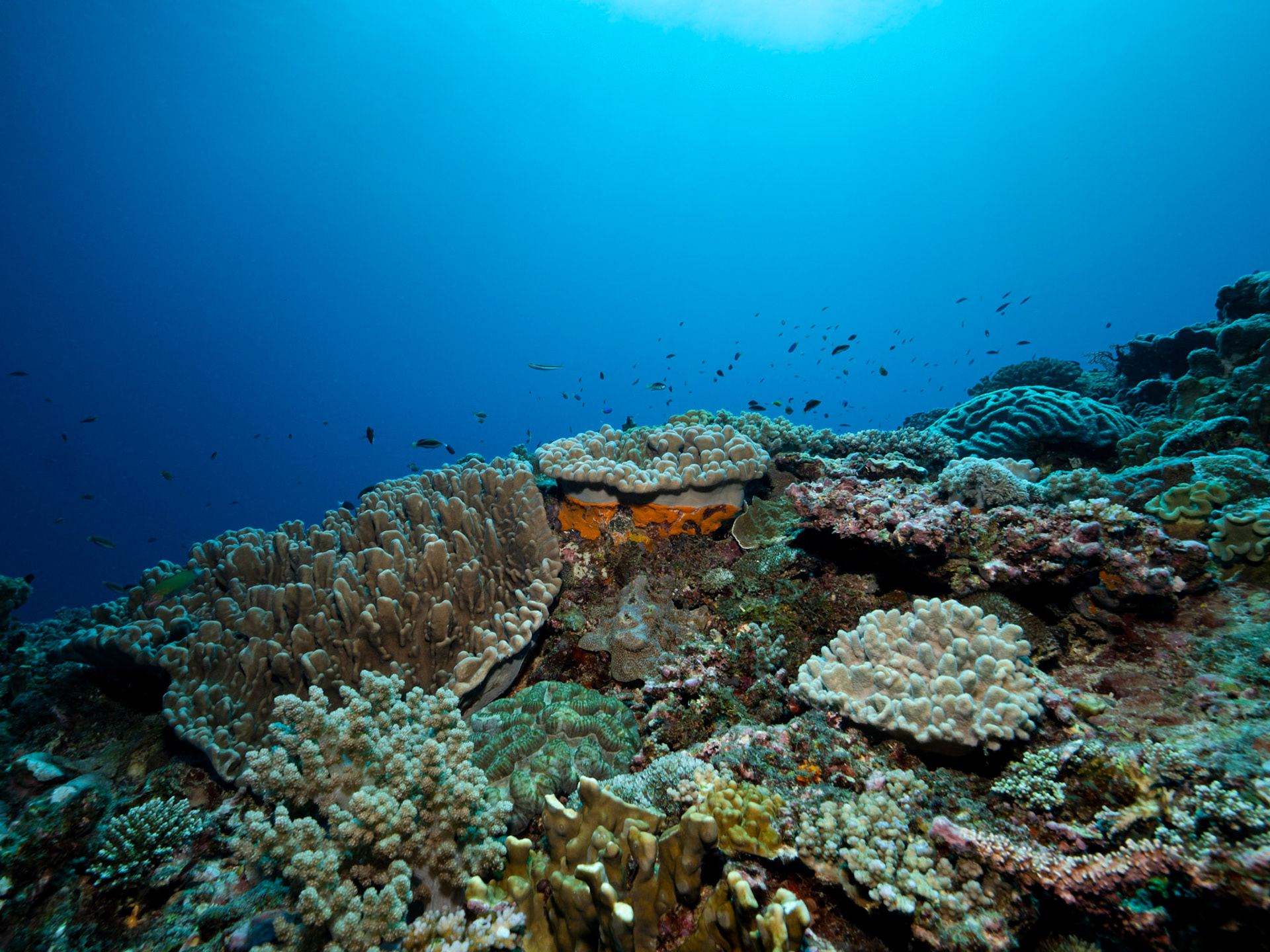 Reef