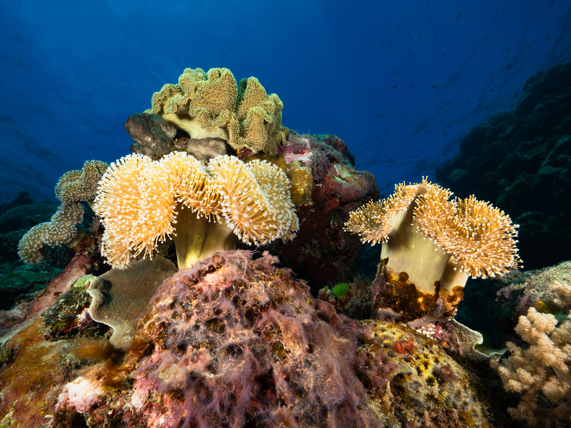 Soft Corals