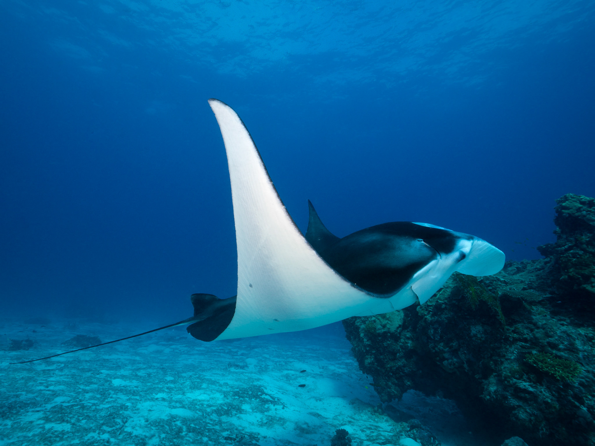 Manta