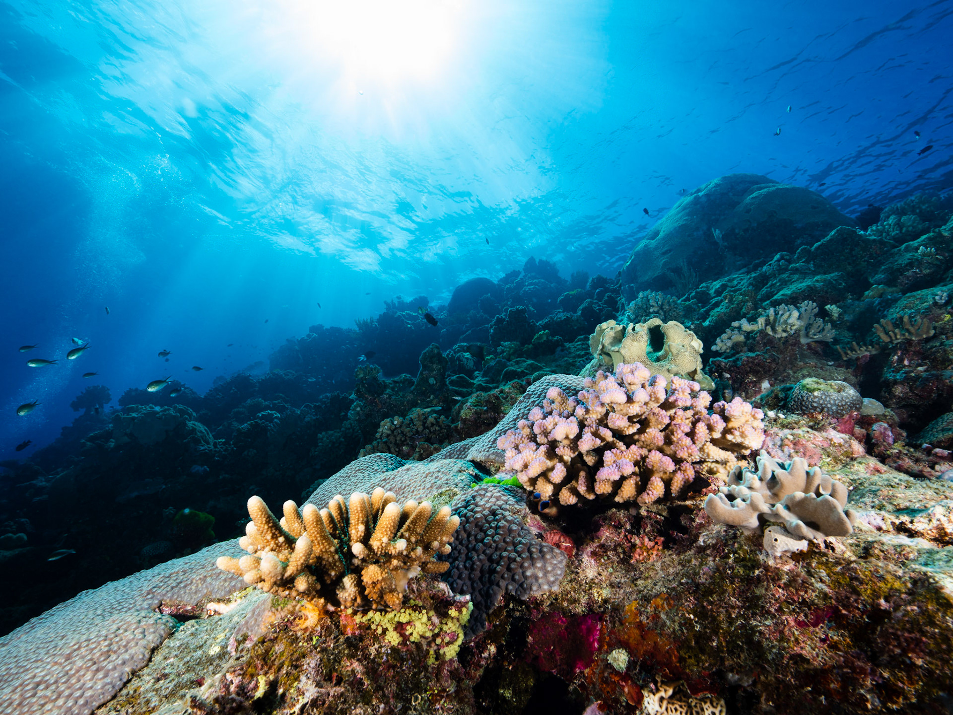 Hard Corals