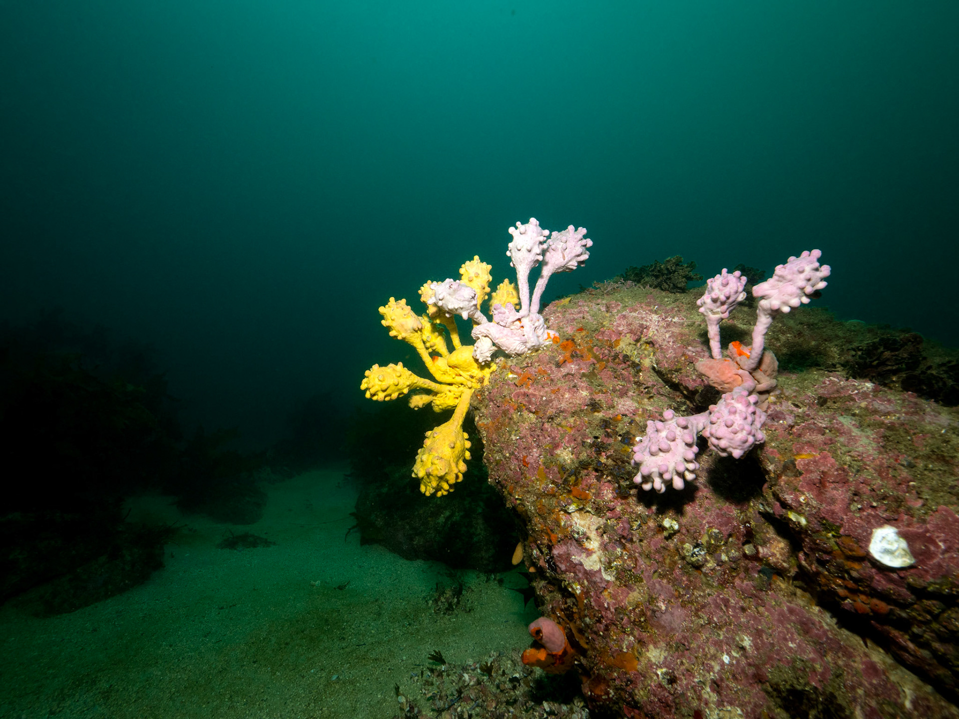 Sea Tulips