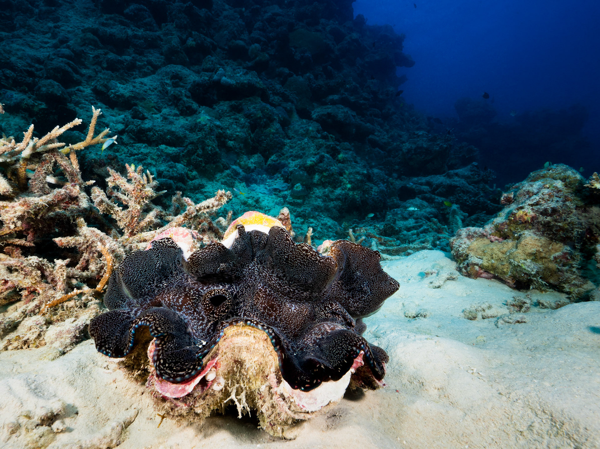 Giant Clam