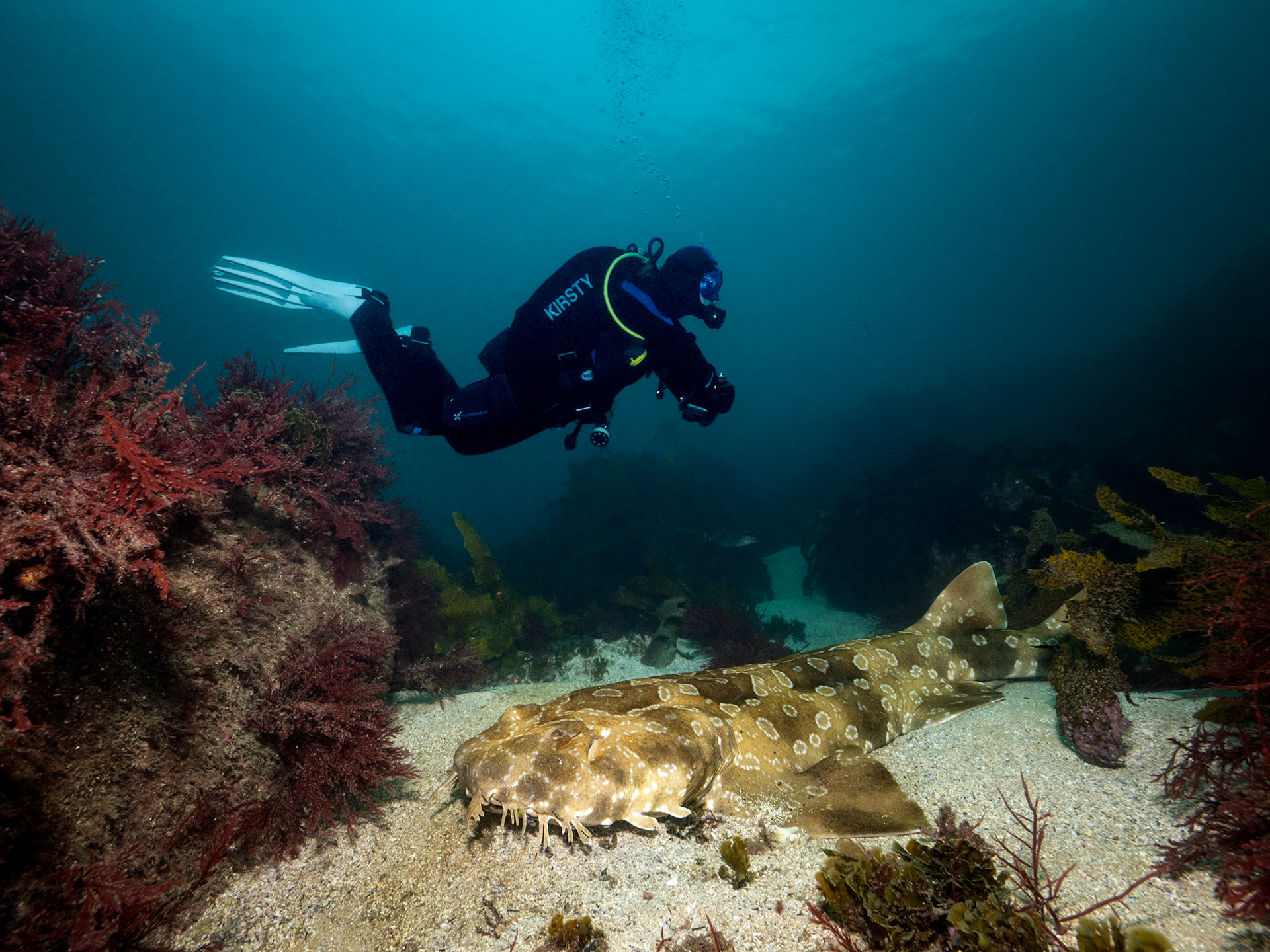 Wobbegong & Diver