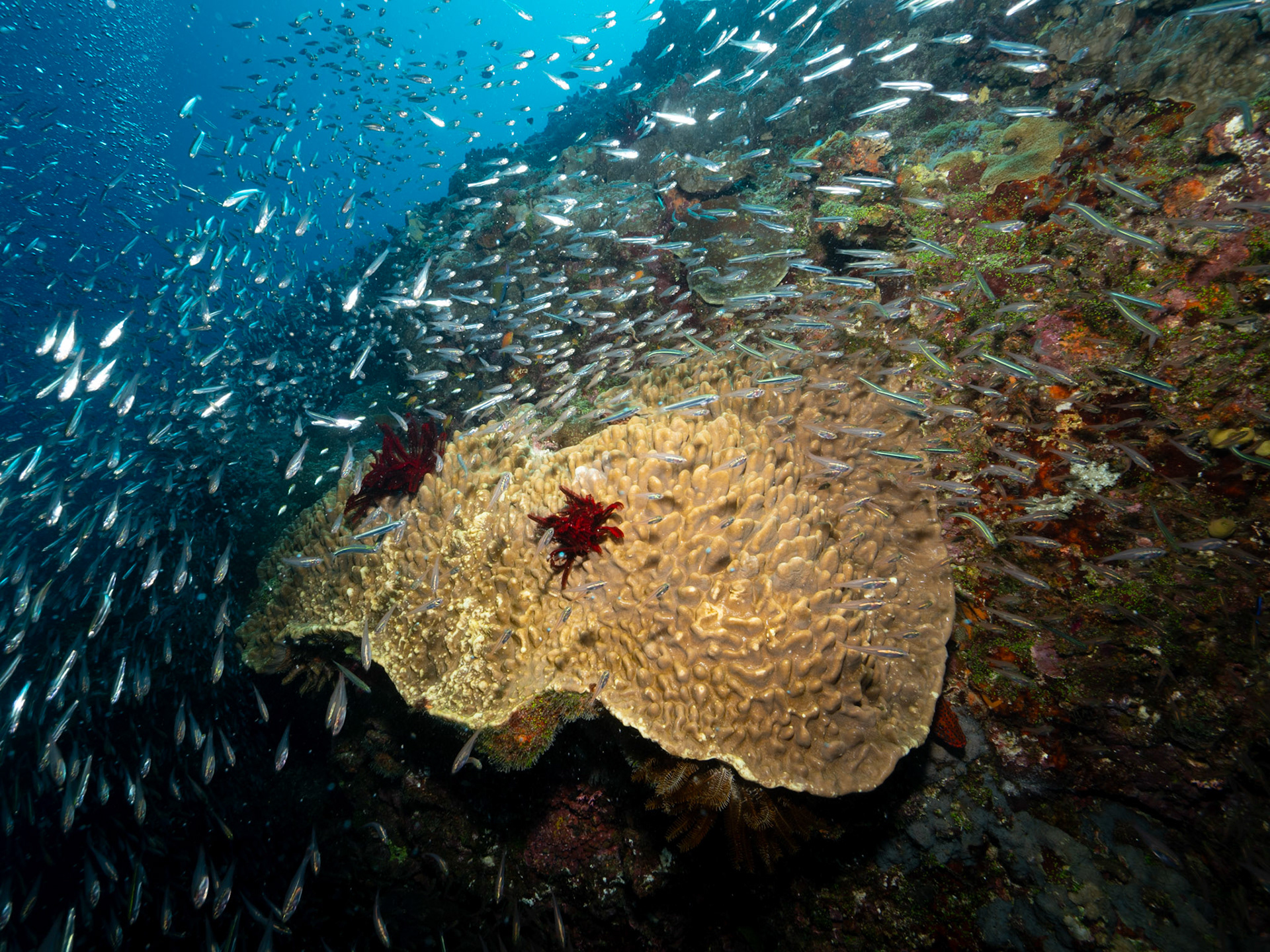 Glass Fish