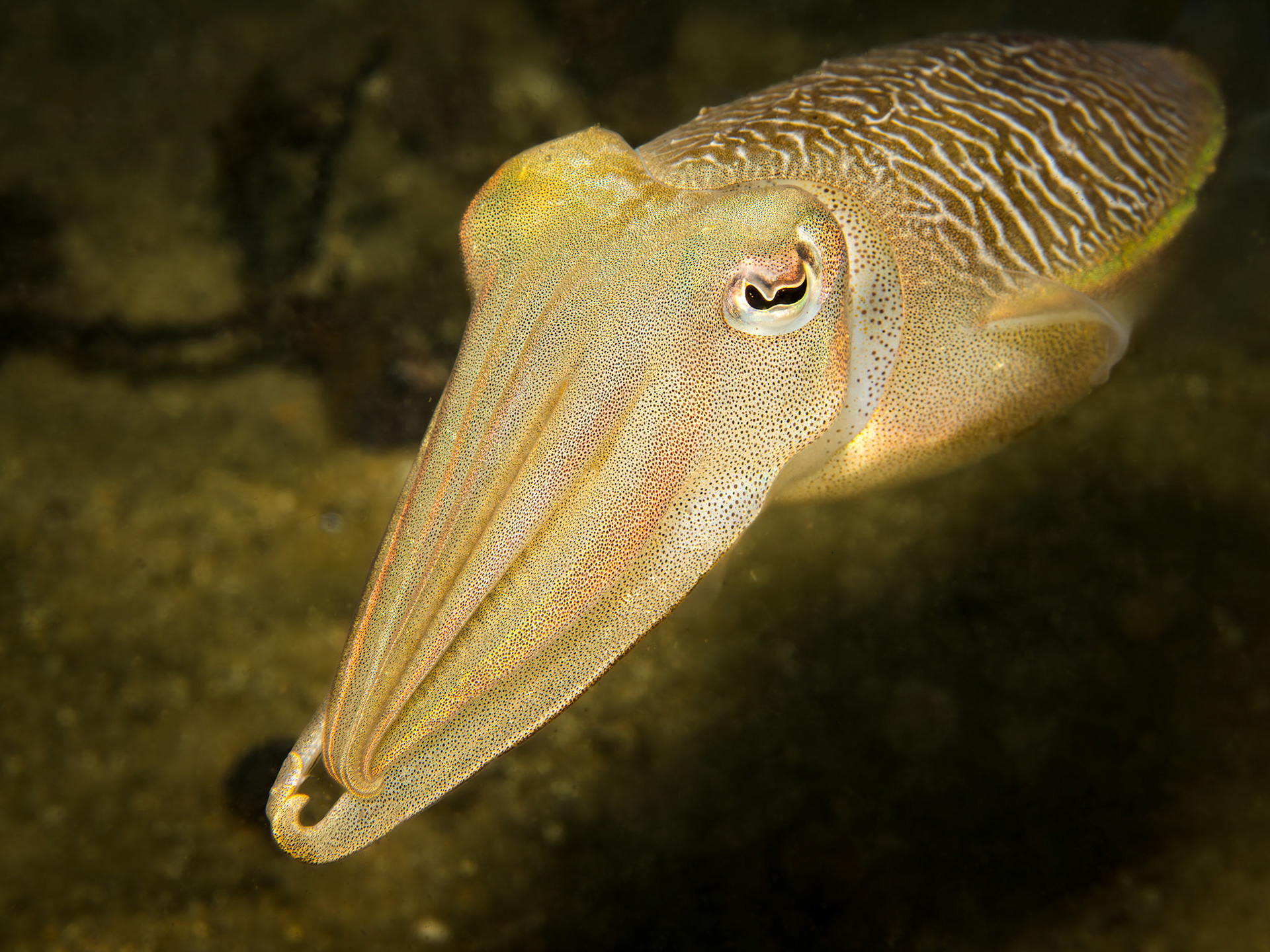 Cuttlefish