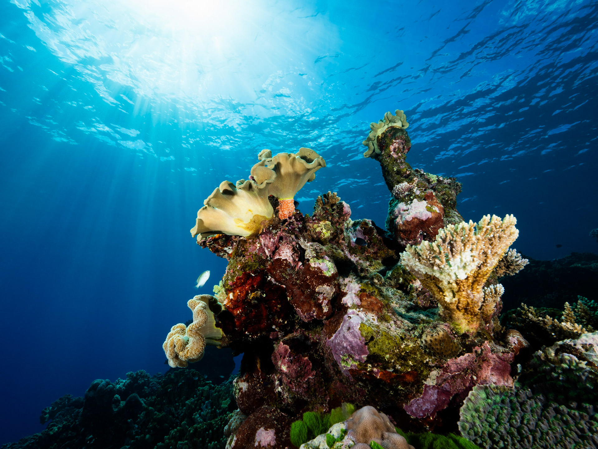 Coral Mount