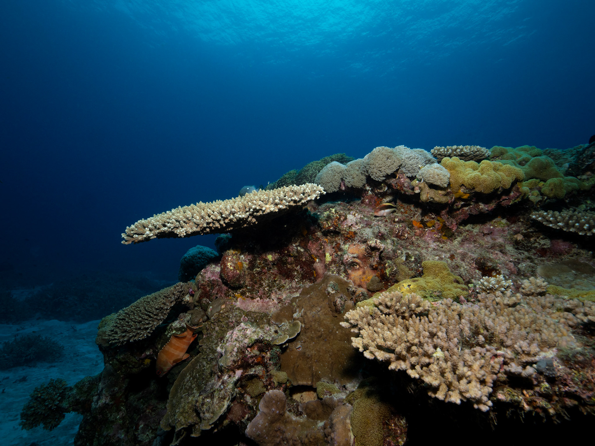 Hard Corals
