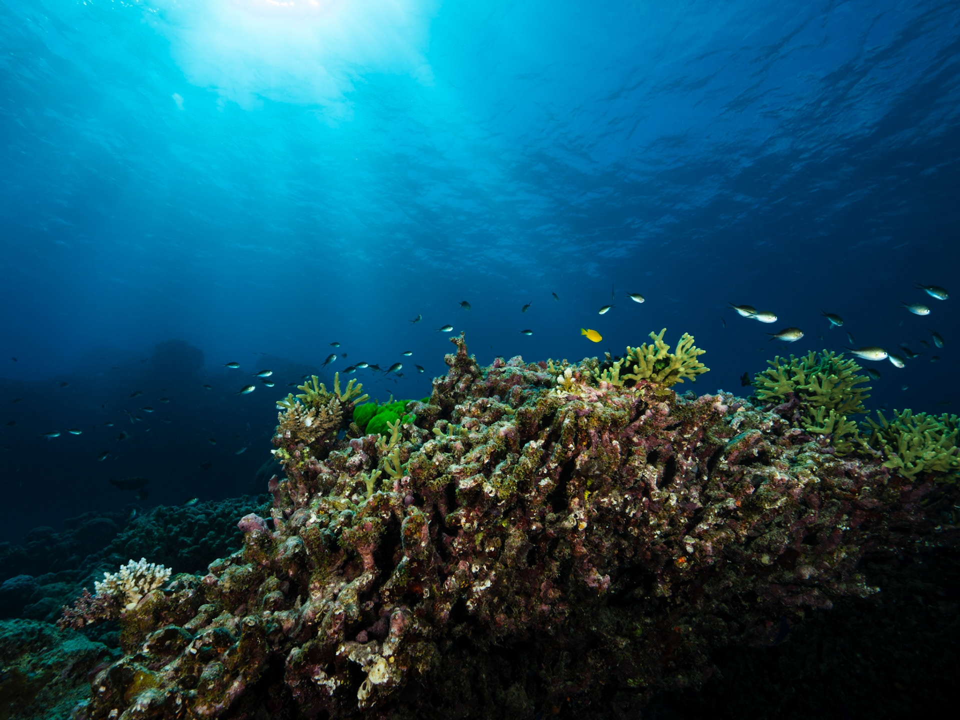 Fish and Corals