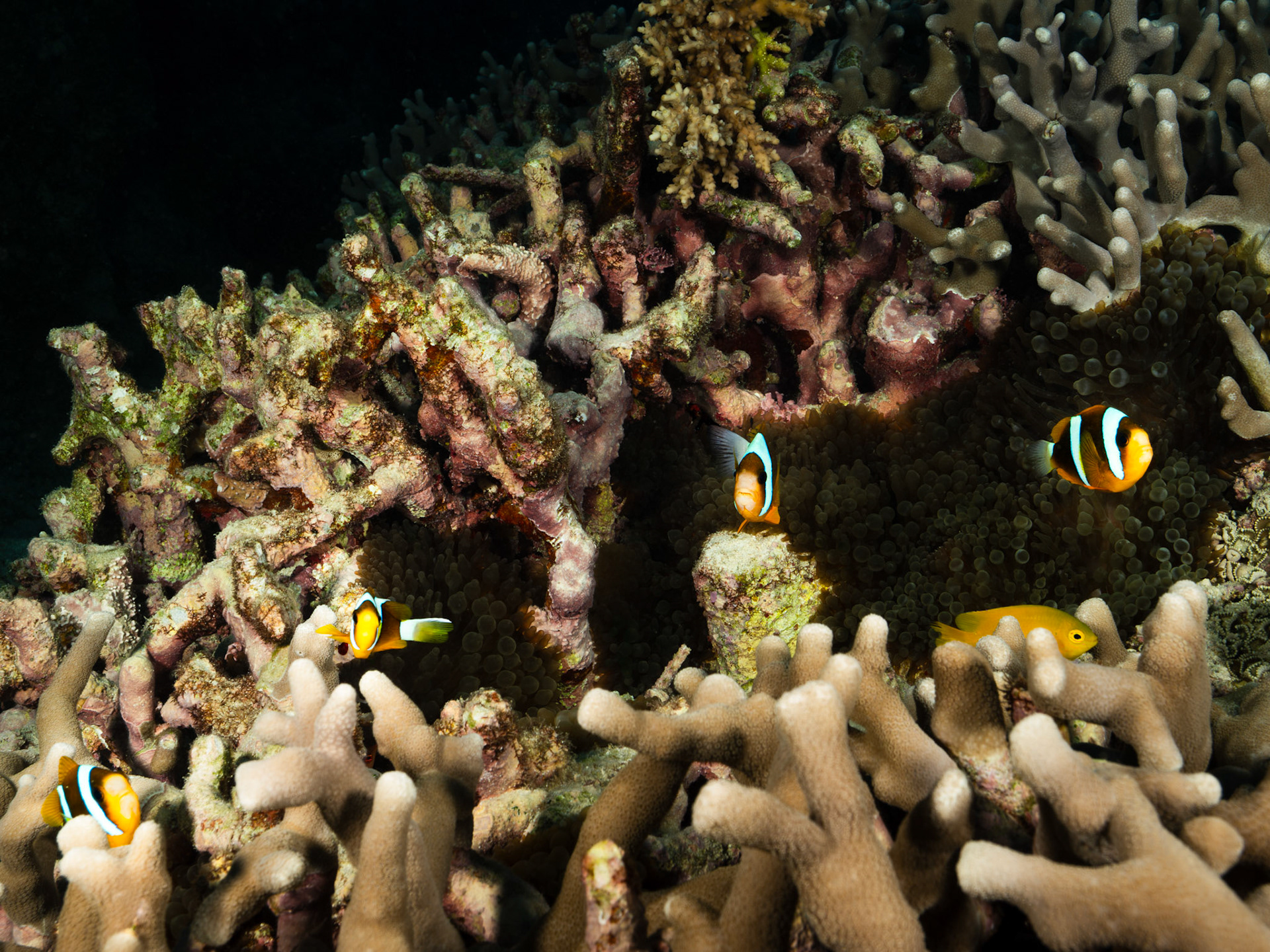 Anemone Fish