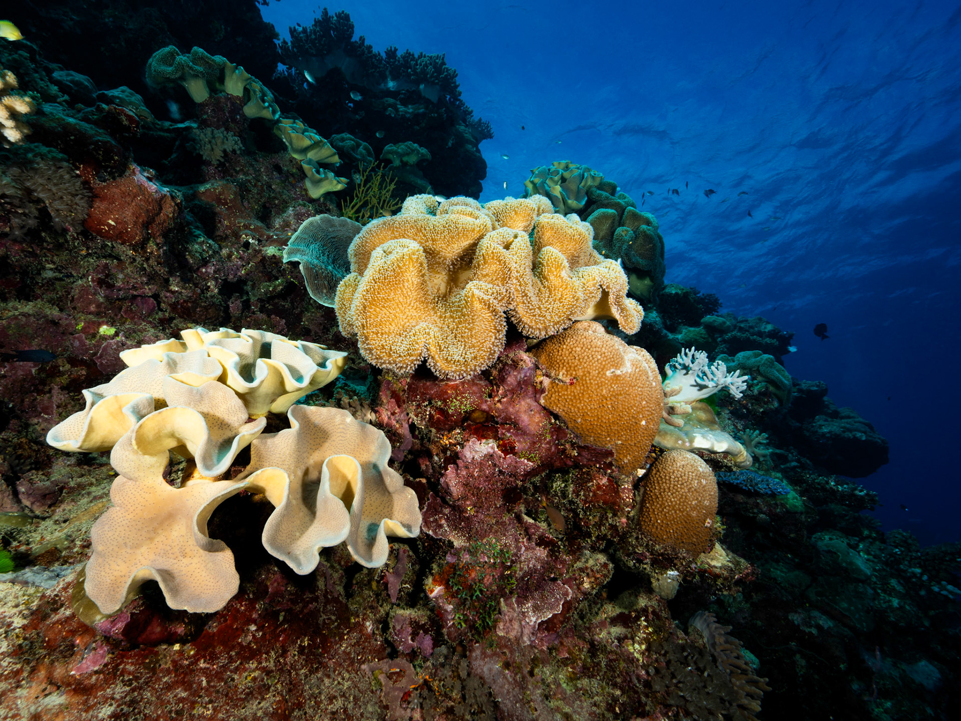 Hard and Soft Corals