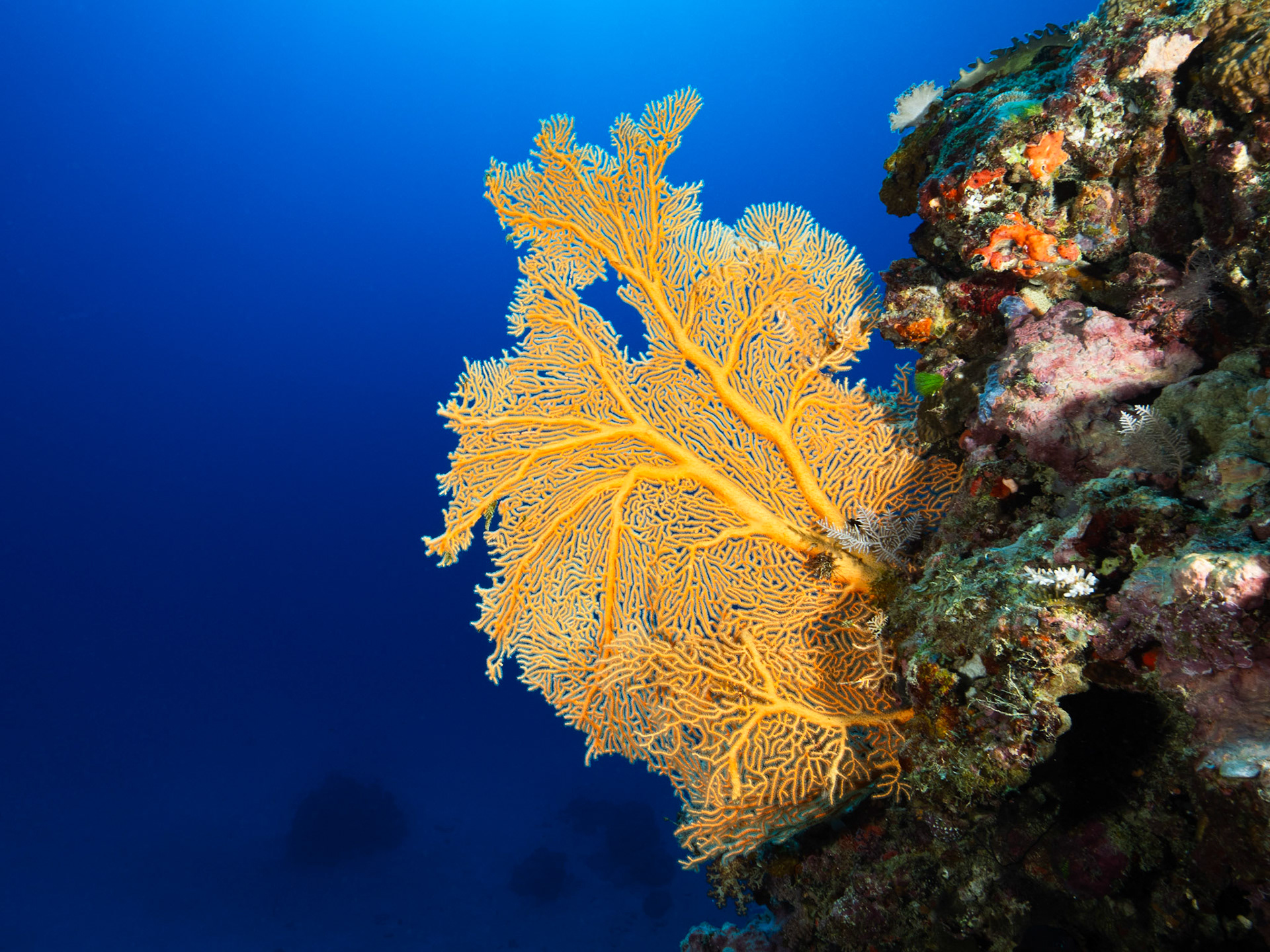 Yellow Fan