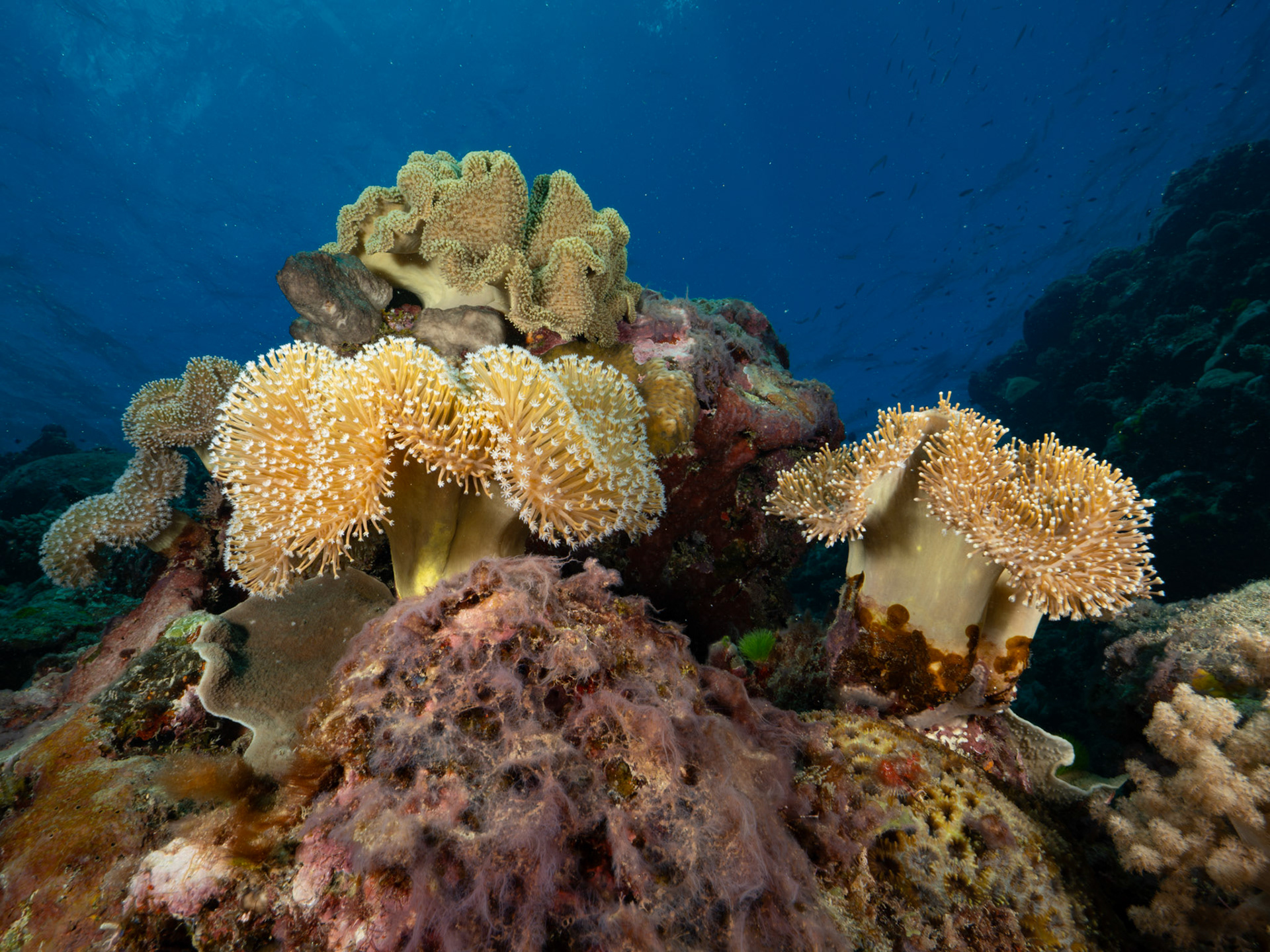 Soft corals