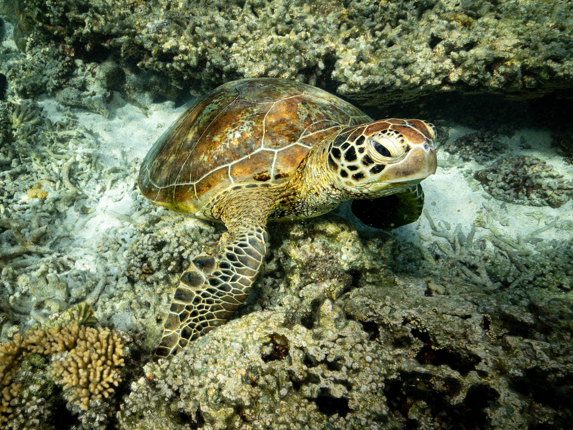 Green Turtle