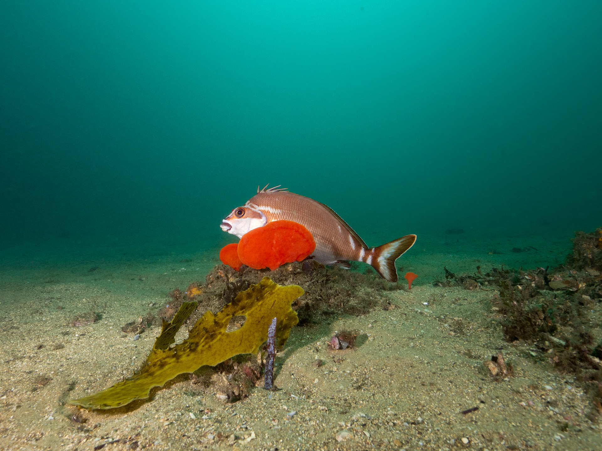 Resting Fish