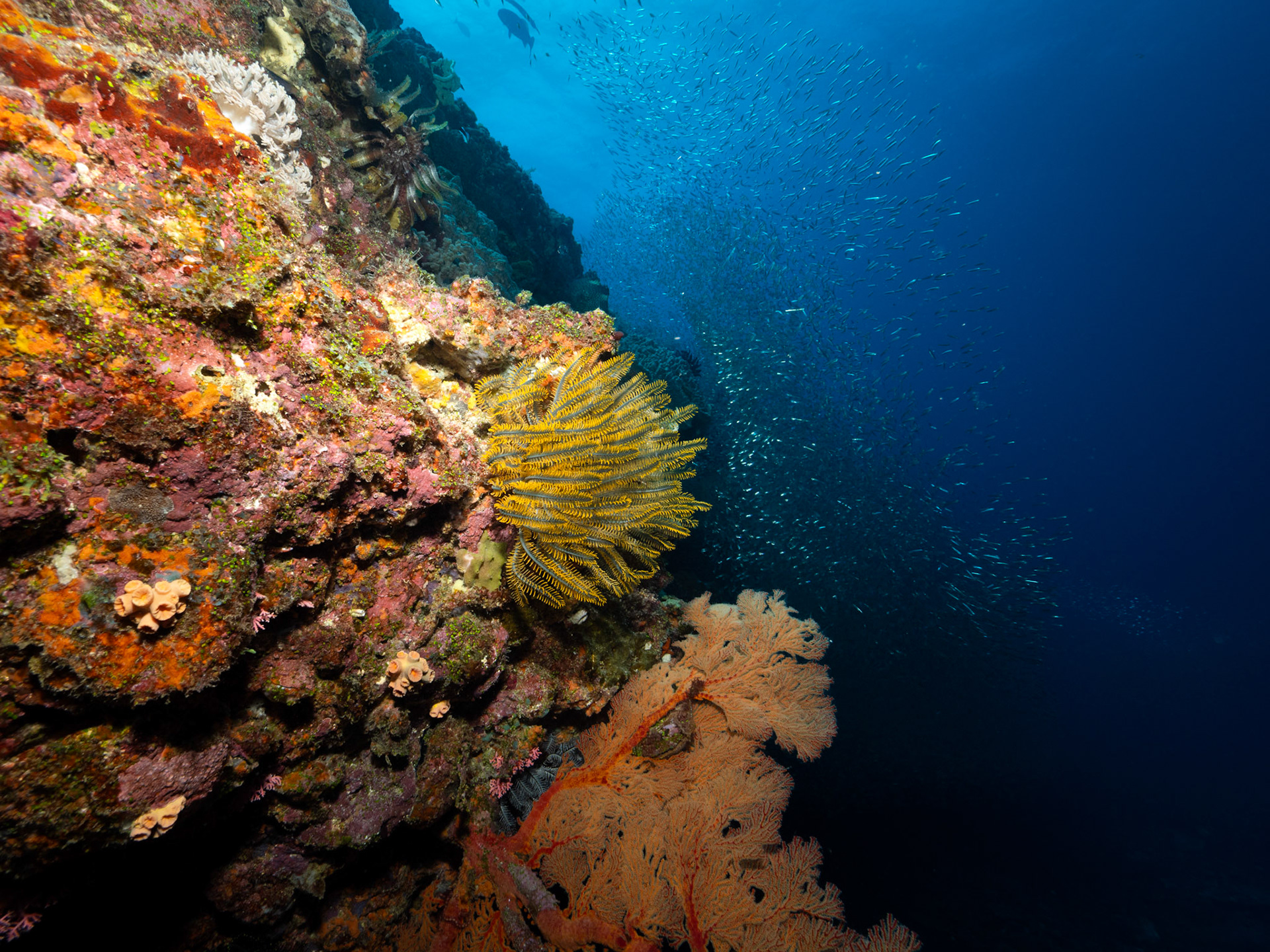 Reef wall