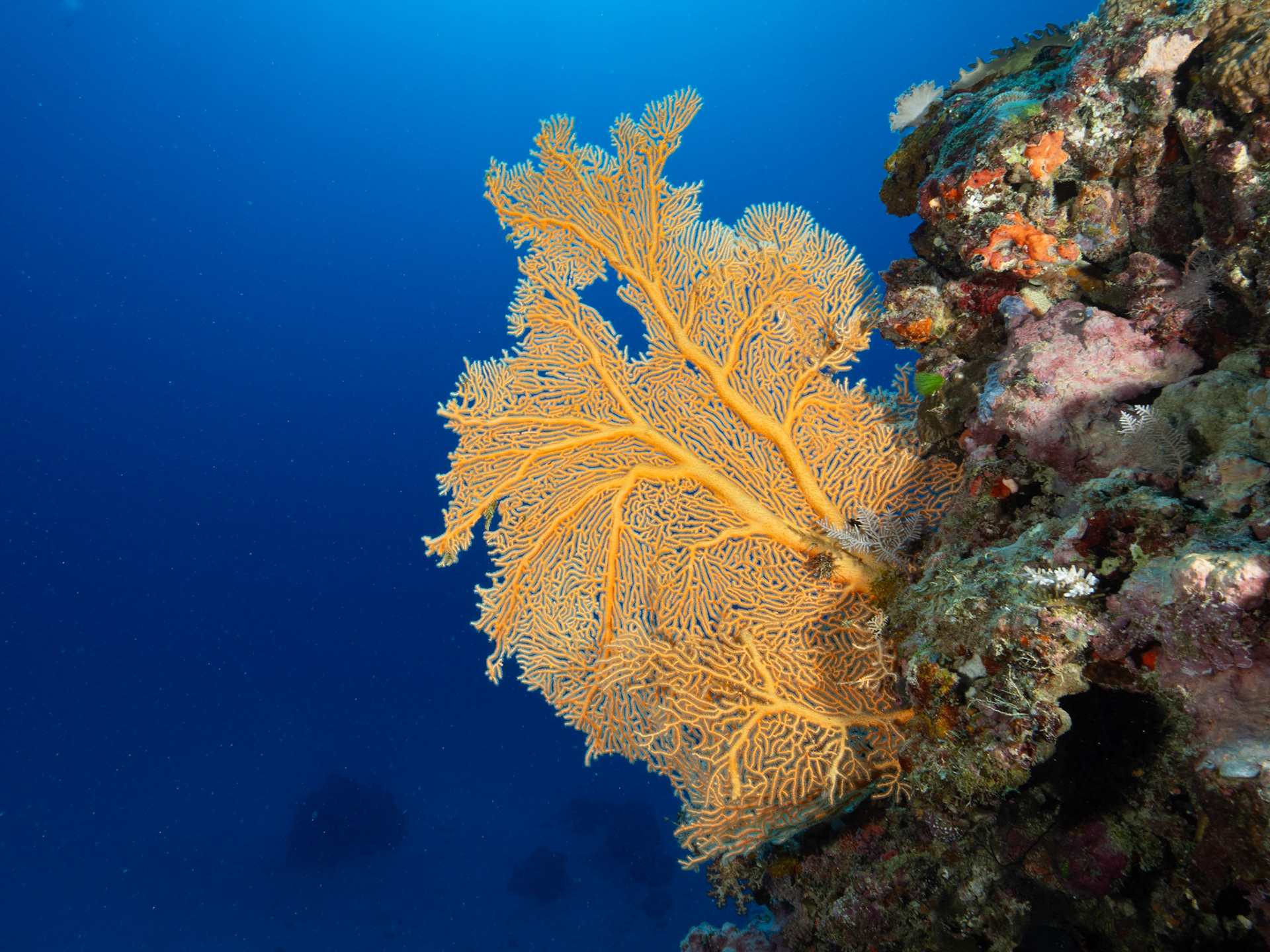 Sea fan