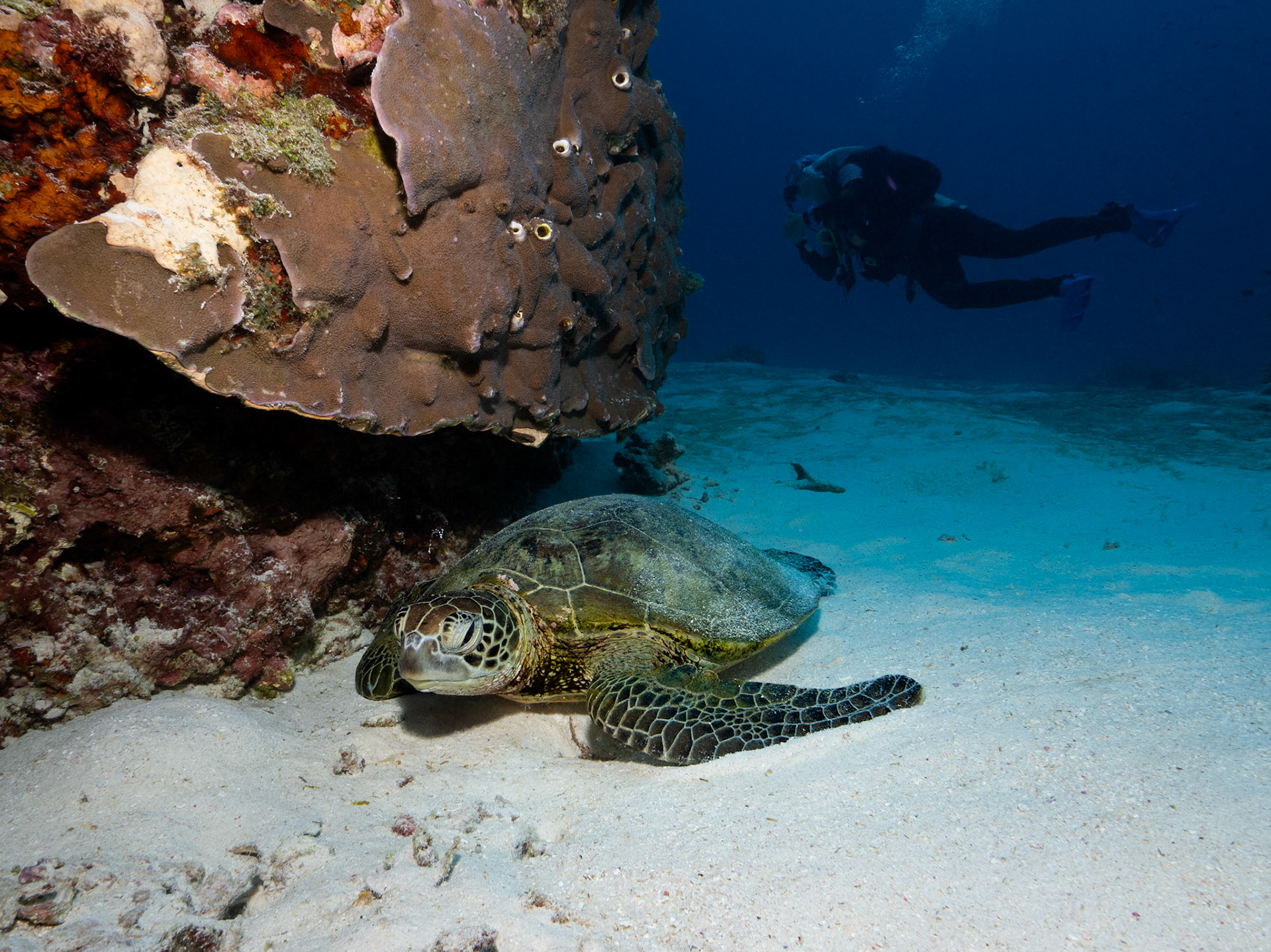 Turtle & Diver