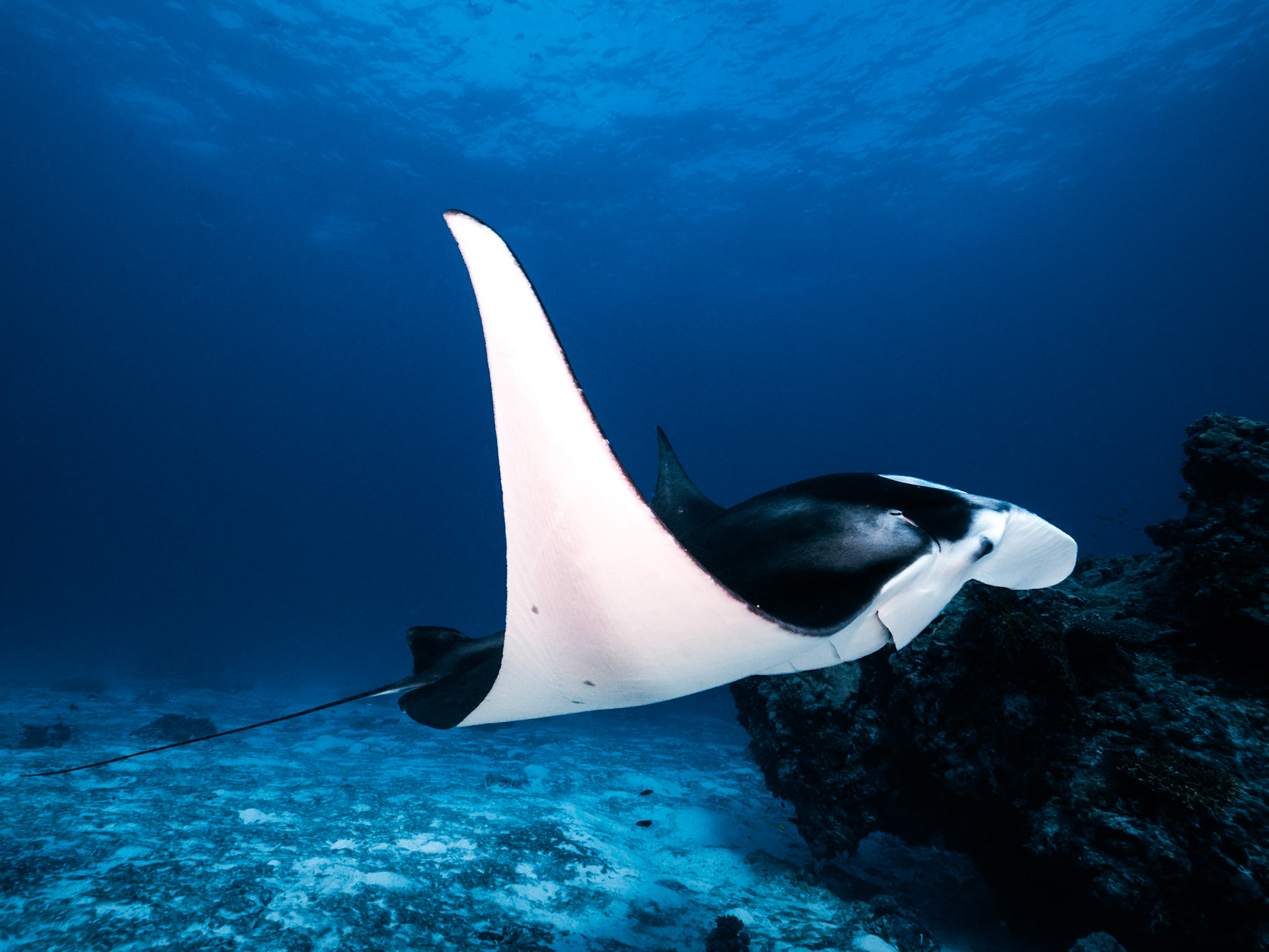 Manta