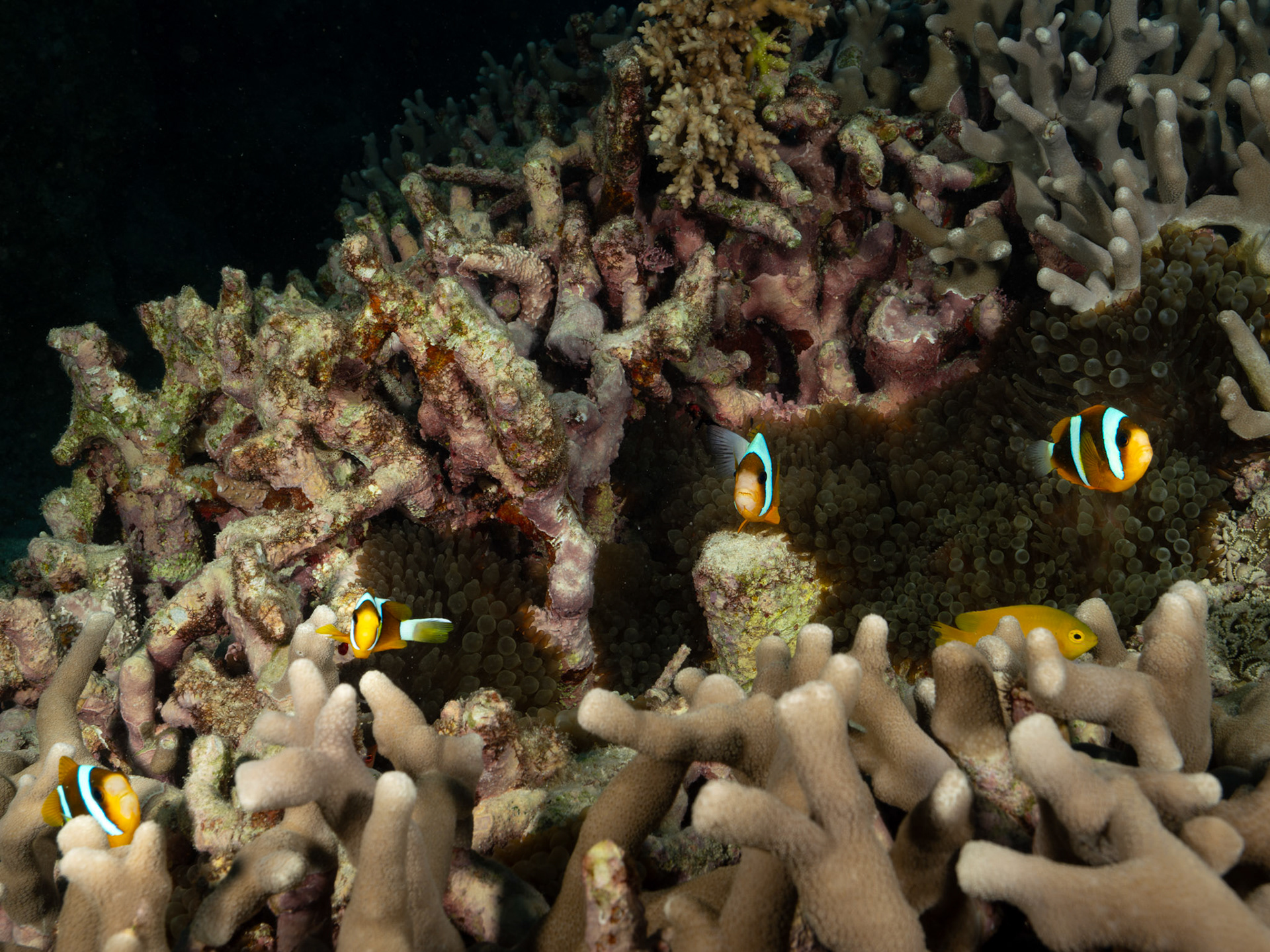Fish in anemone