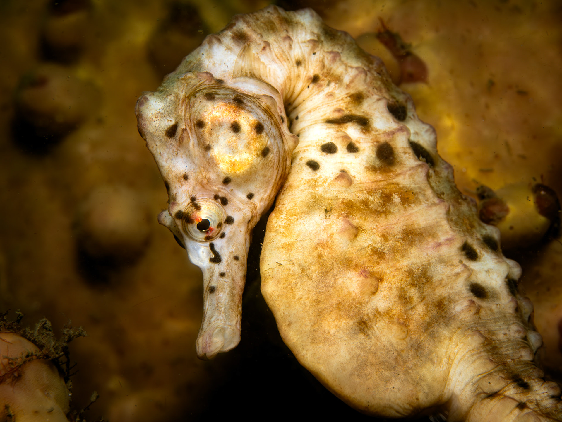 Pot Belly Seahorse