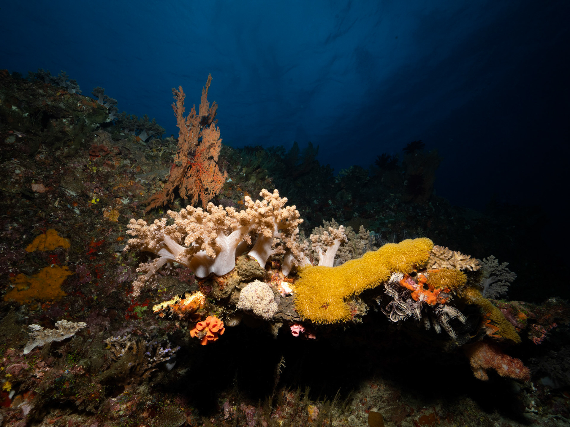 Soft Corals