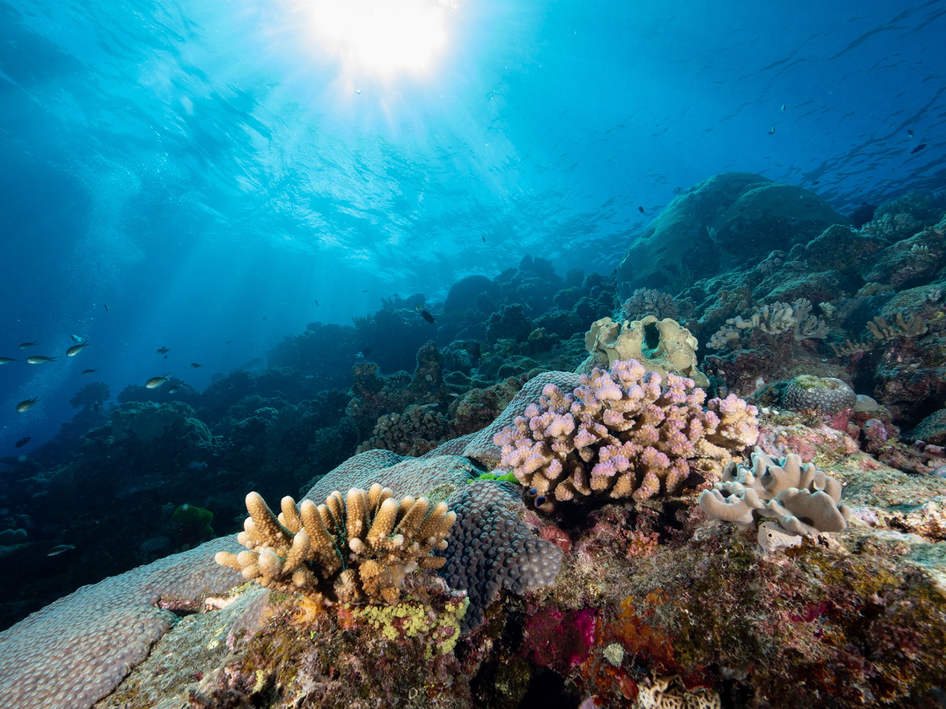 Corals in the sun