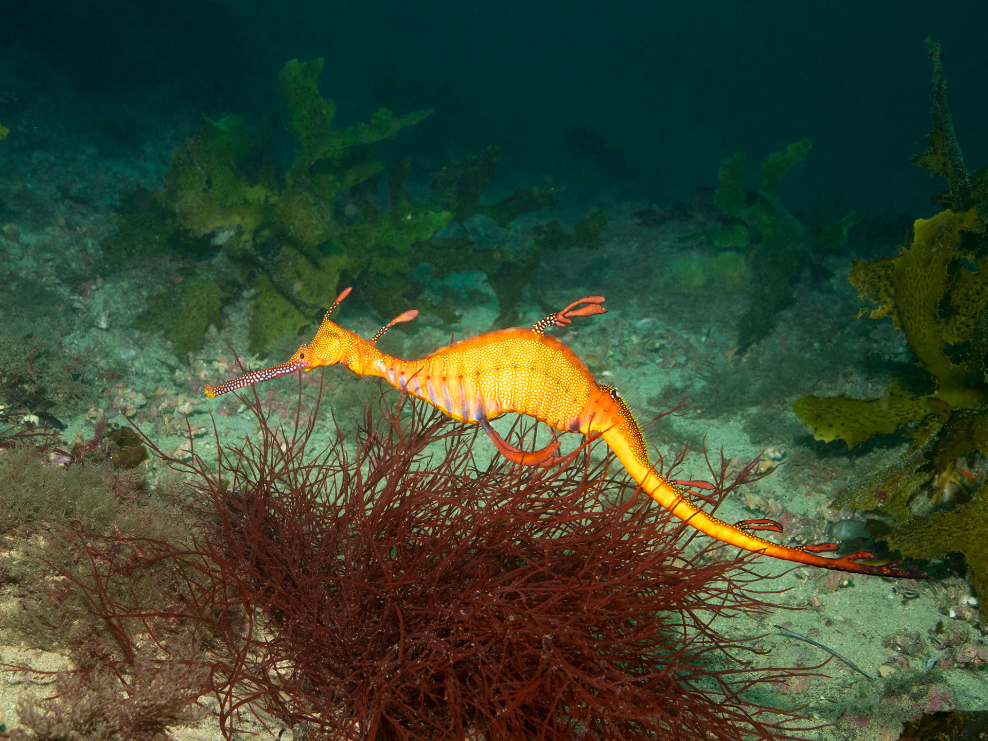 Weedy Seadragon