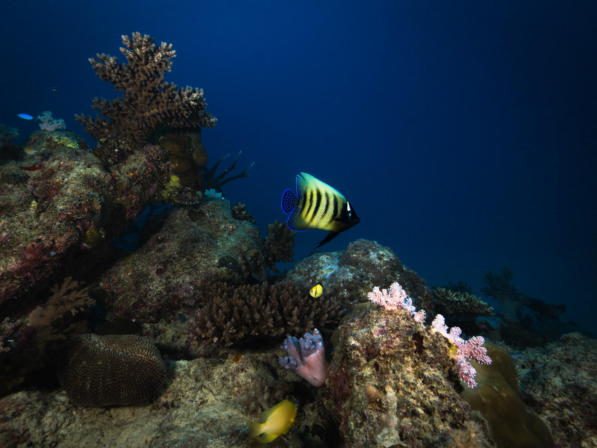 Tropical Fish