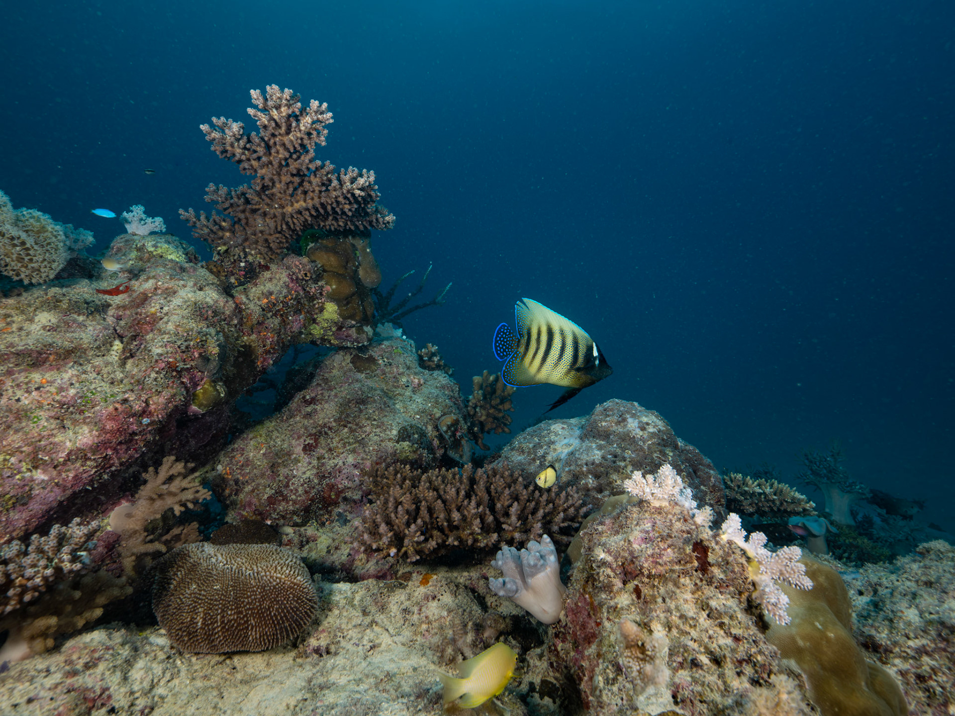 Tropical fish