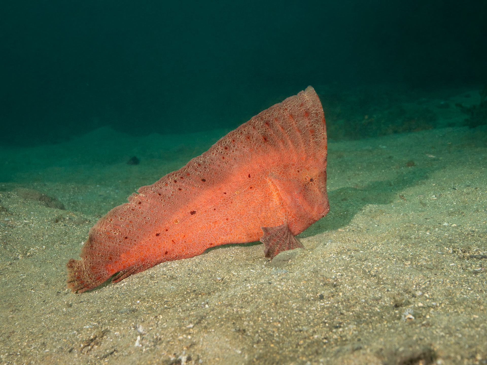 Red Indian Fish