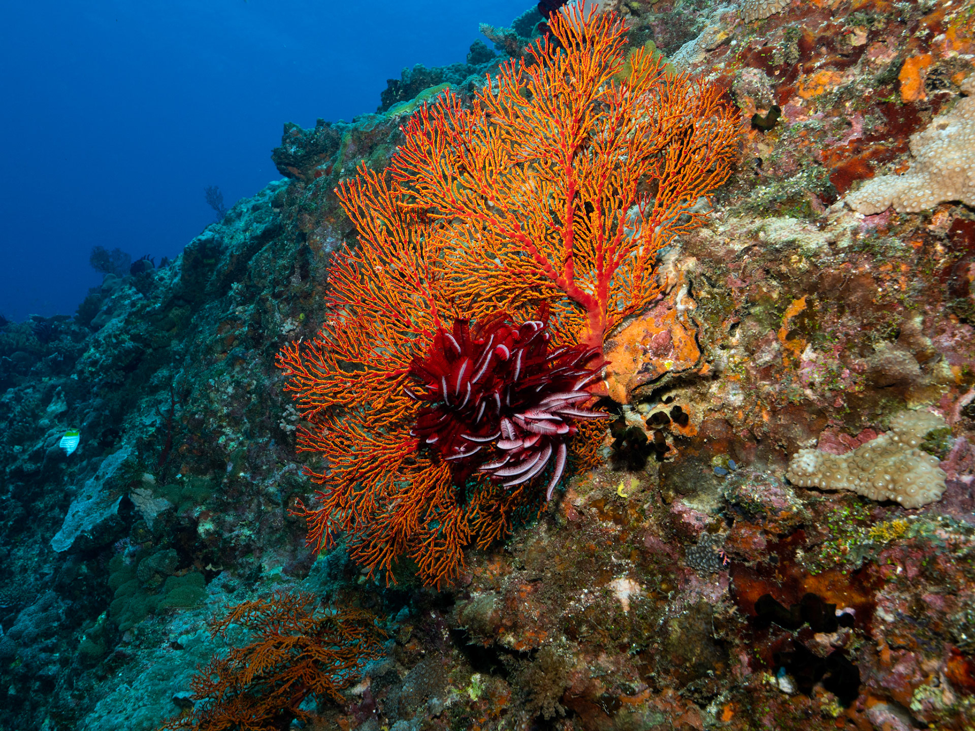 Sea Fan