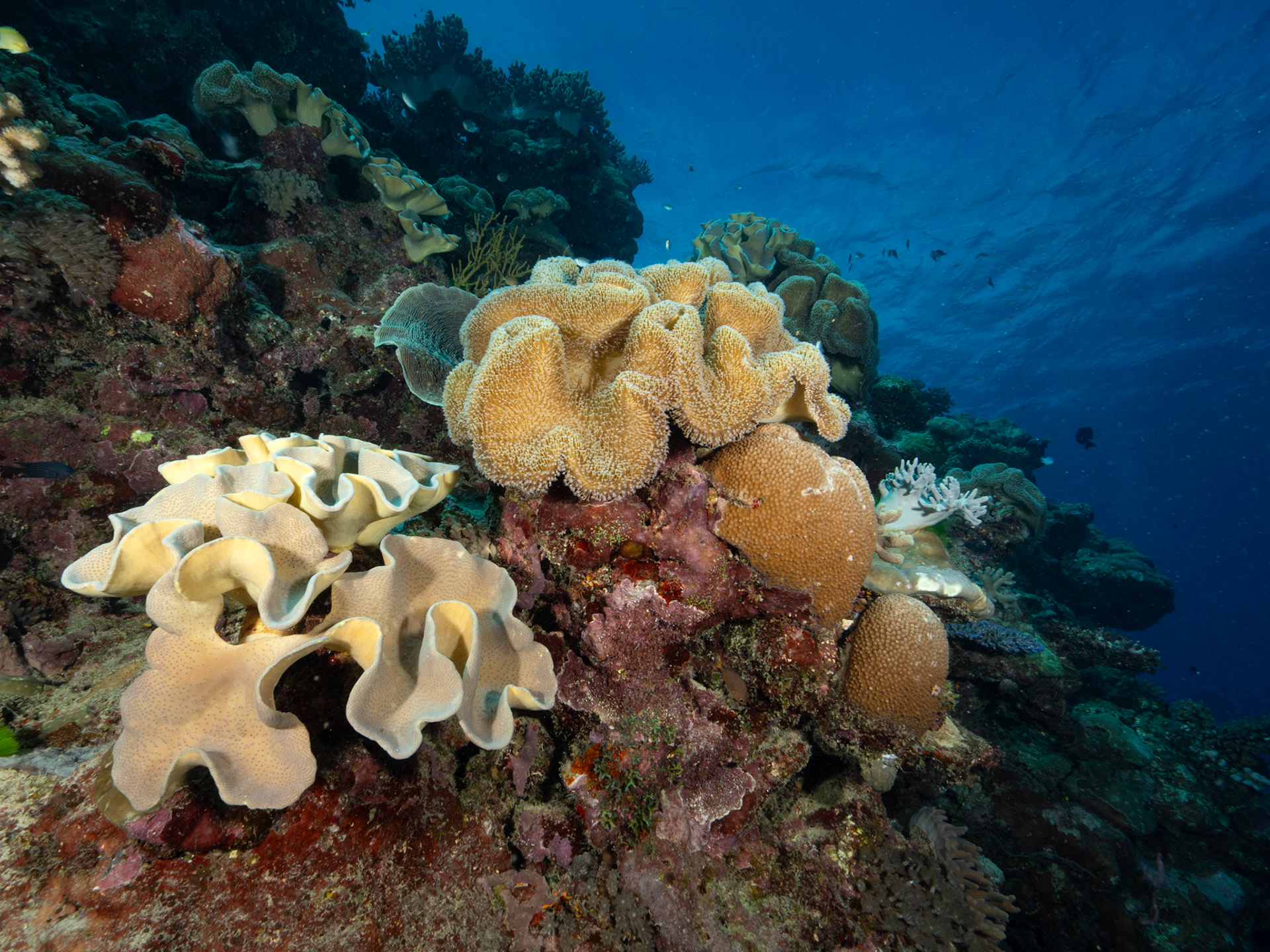 Hard &amp; soft corals