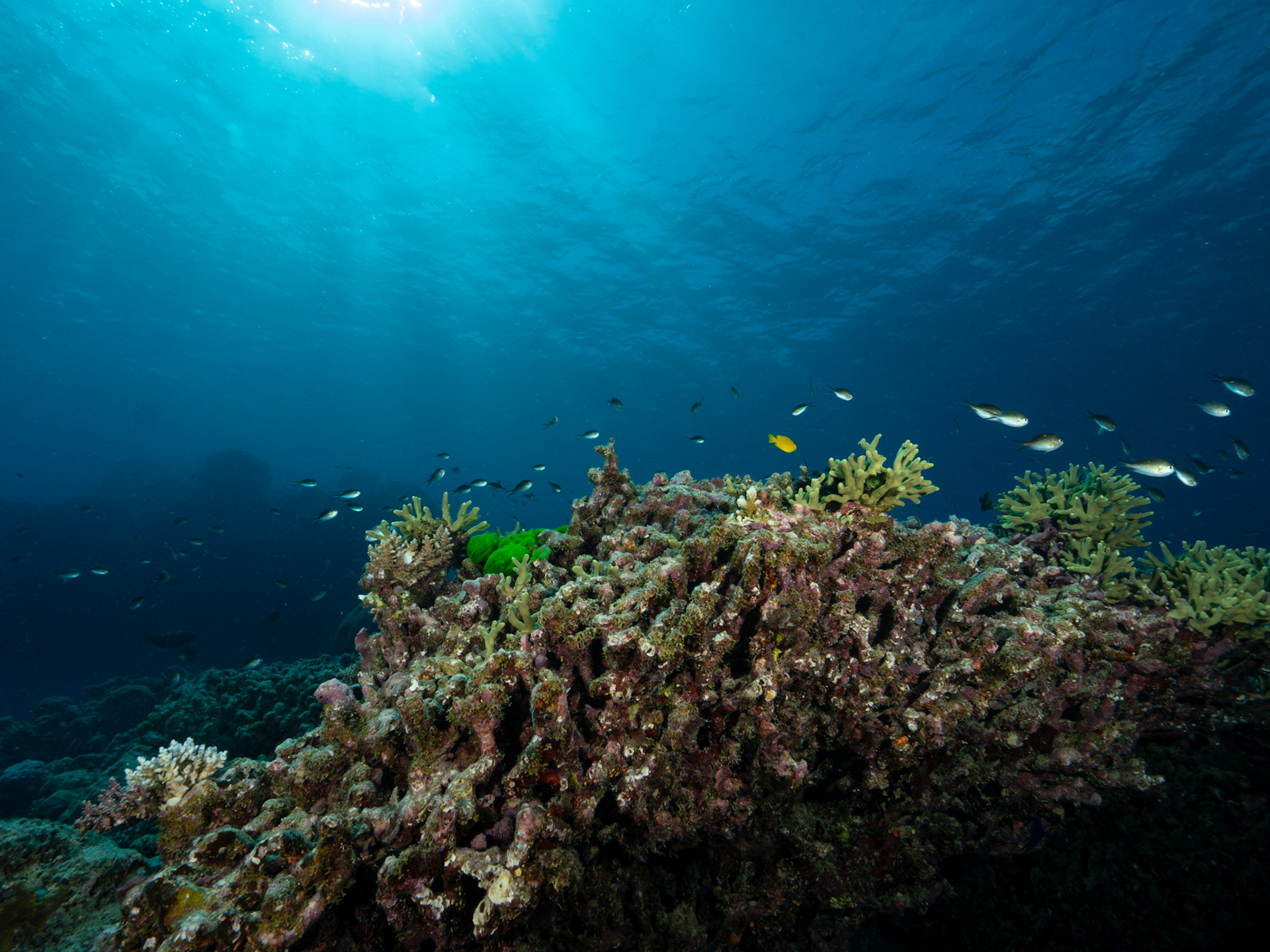 Fish over coral