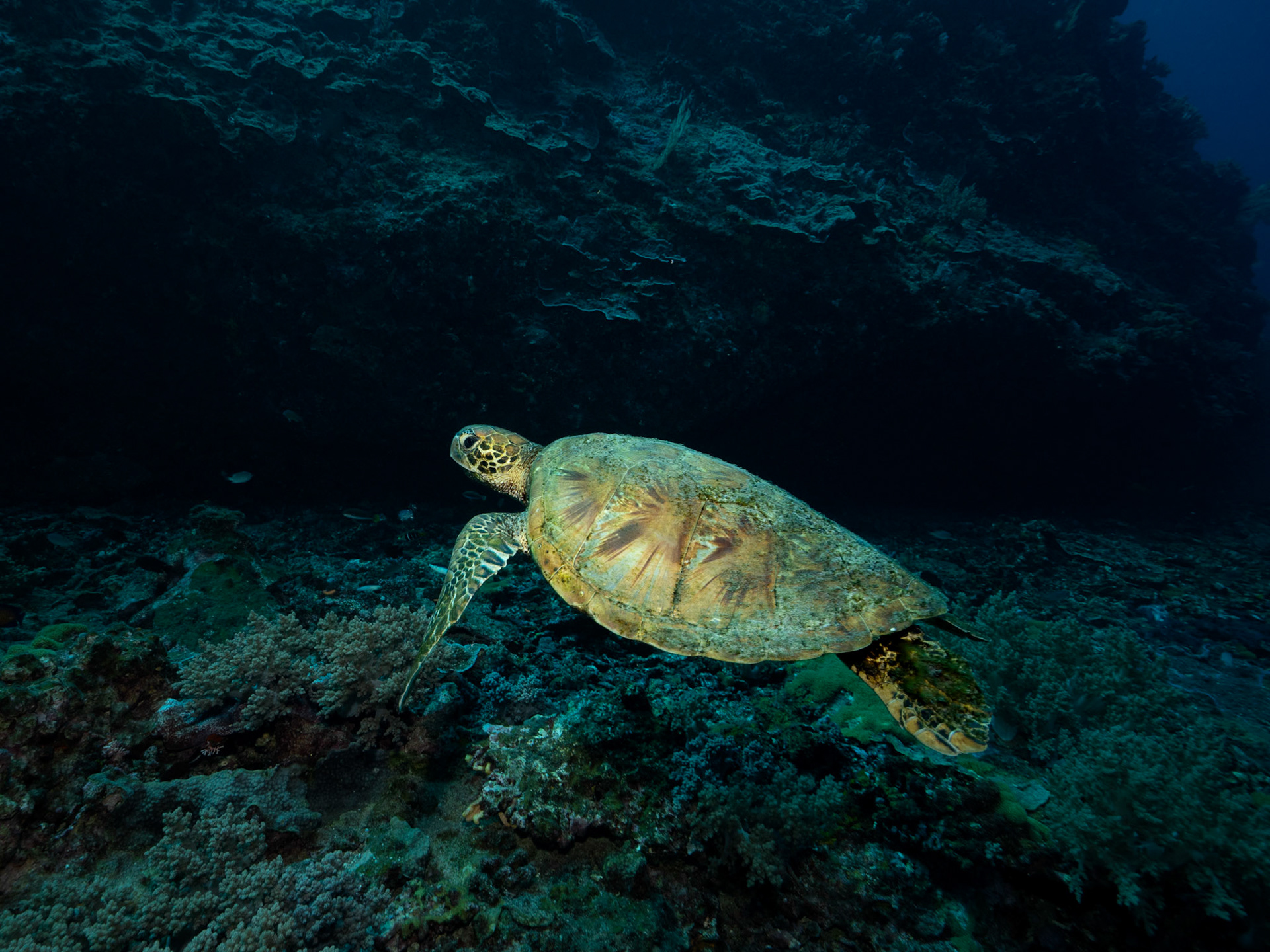 Turtle Swimming