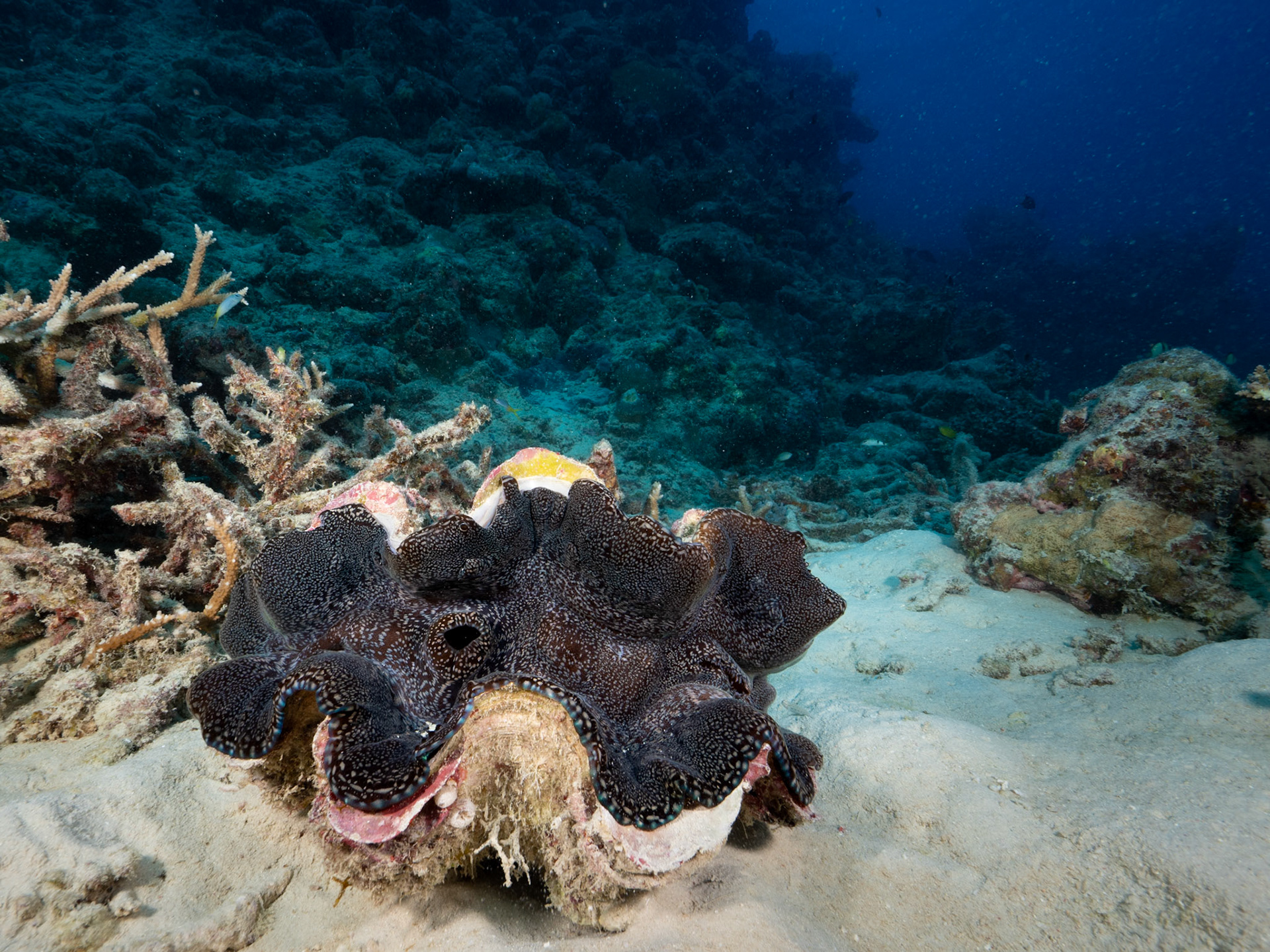 Giant Clam
