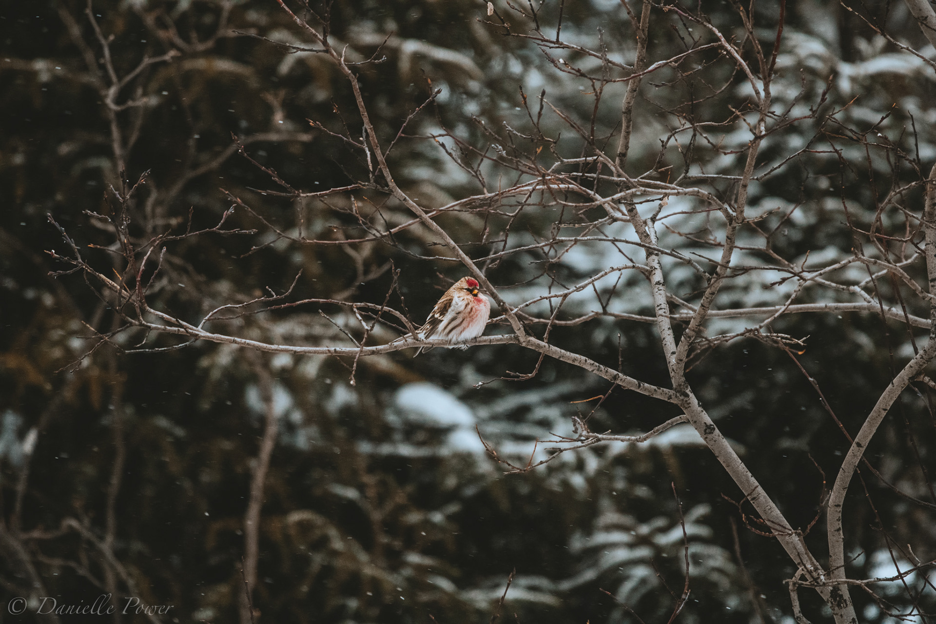 Wabush, NL