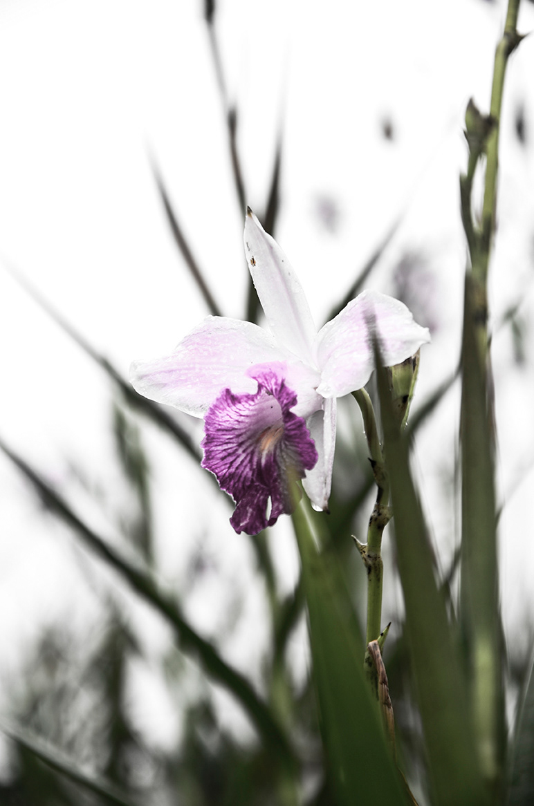 Arundina