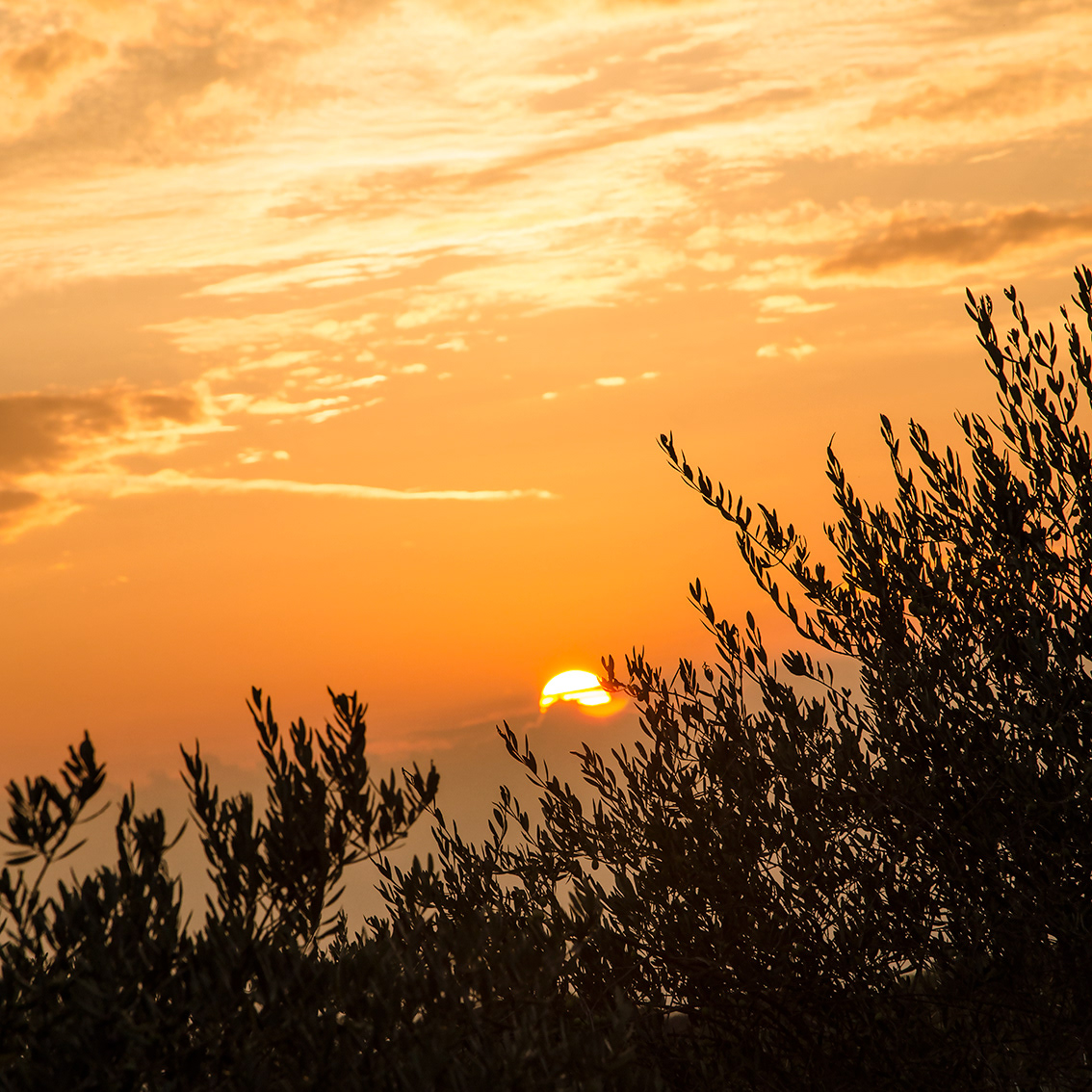 Sol de Toscana