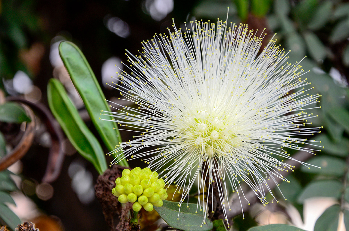 Caliandra