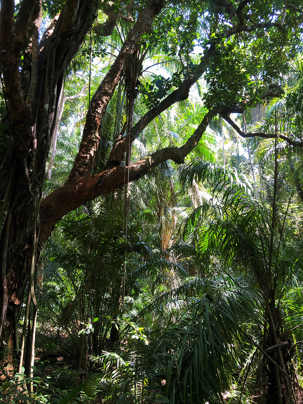 Mata Atlântica
