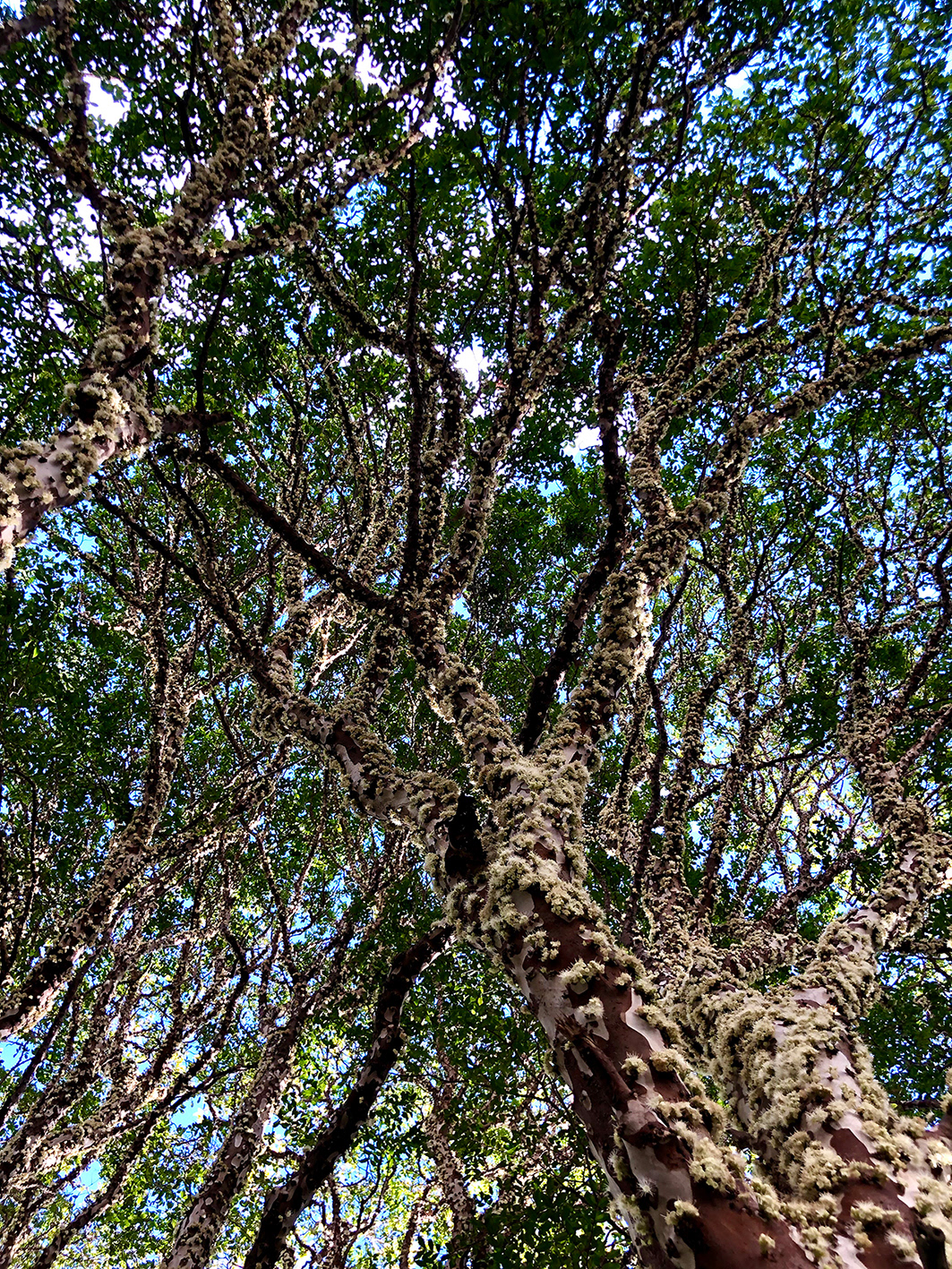 Jabuticabeira