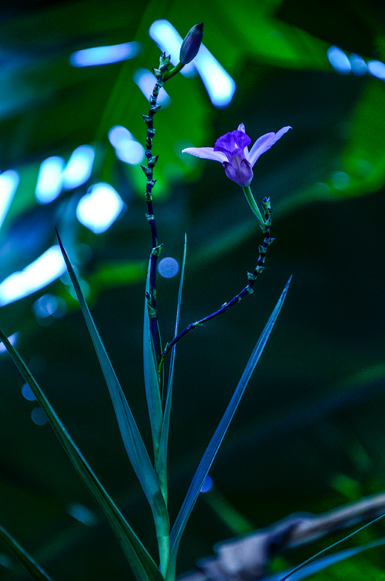 Iris