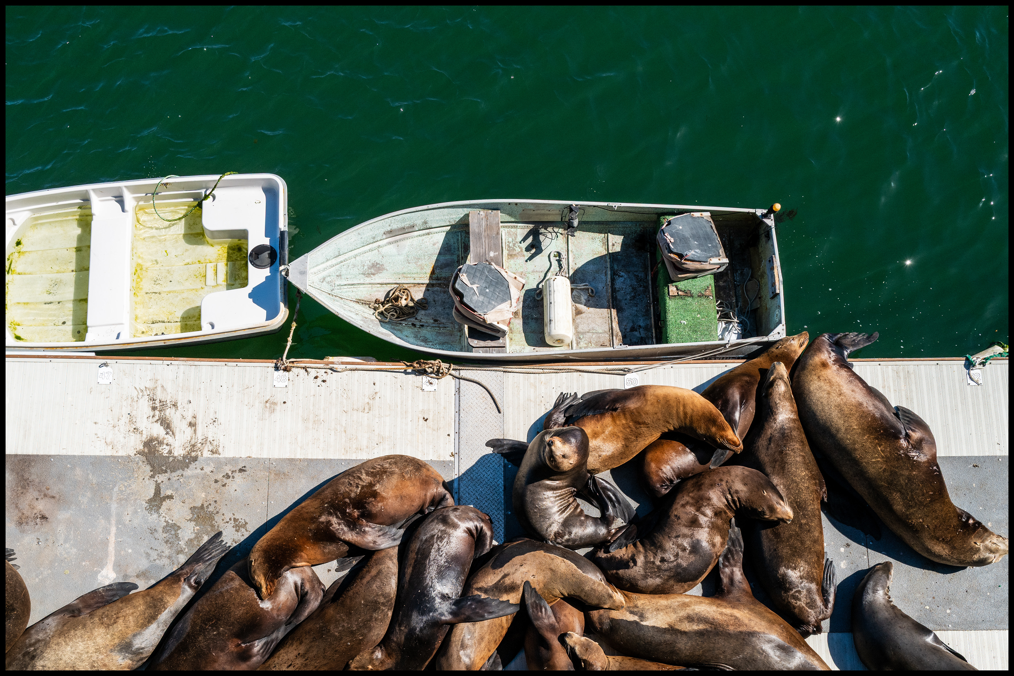 Sea Lions - Monterei Copyright © Xavier Sanchez