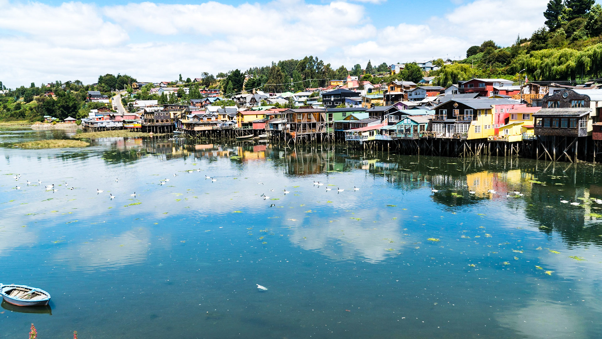 Palafitos with flock of black neck swans
