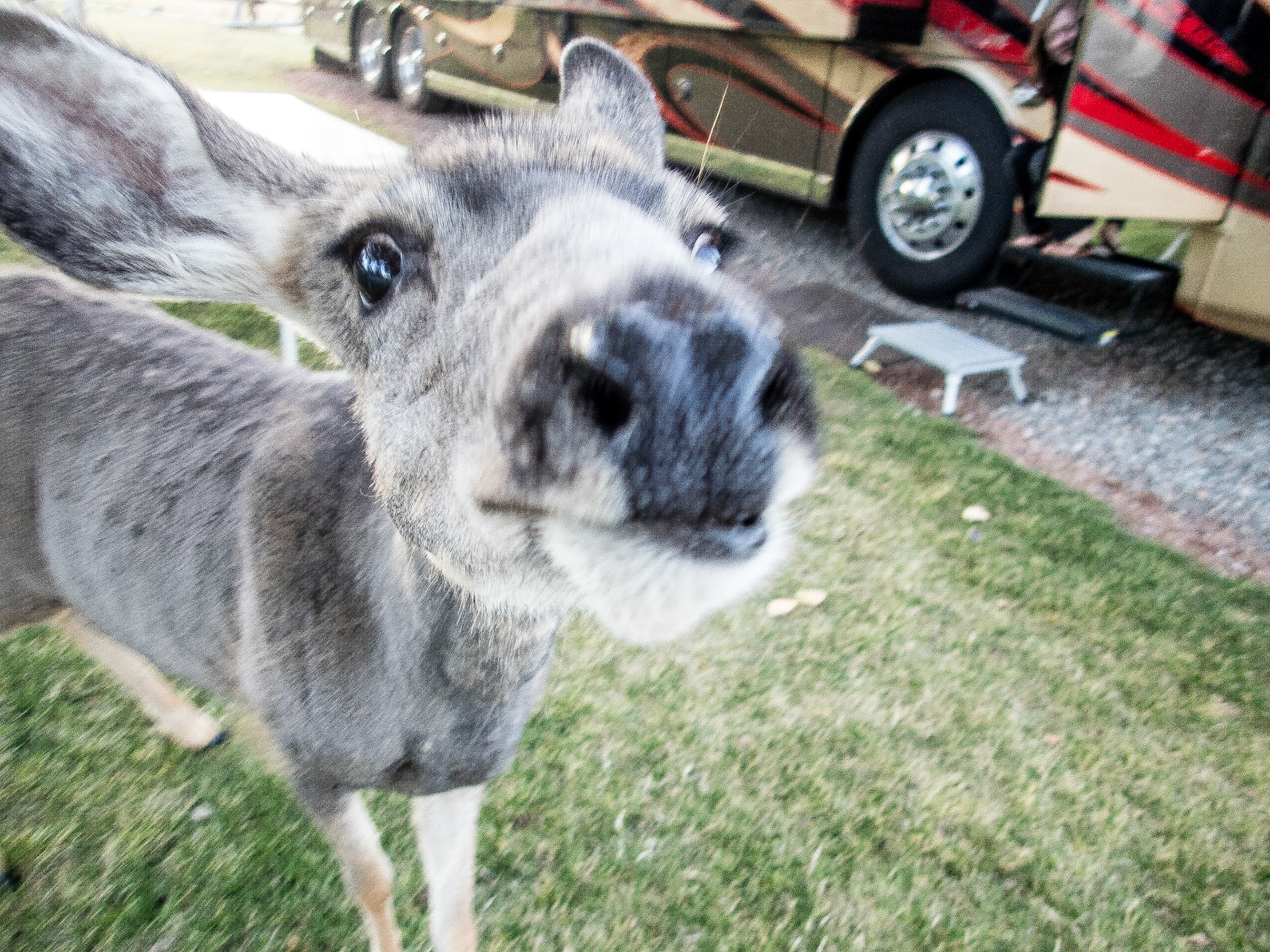 Our friendly campground deer