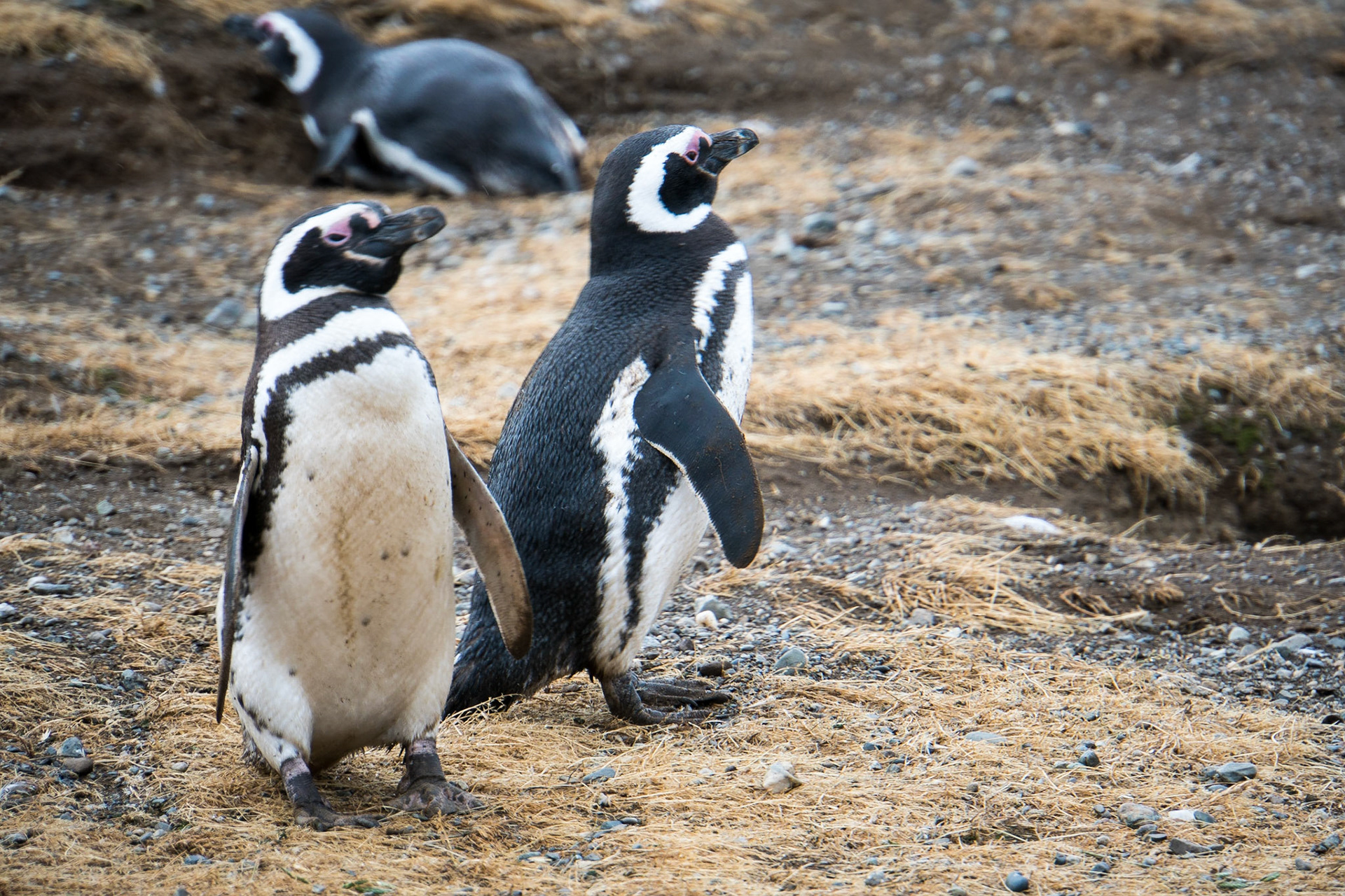 Magellanic penguins