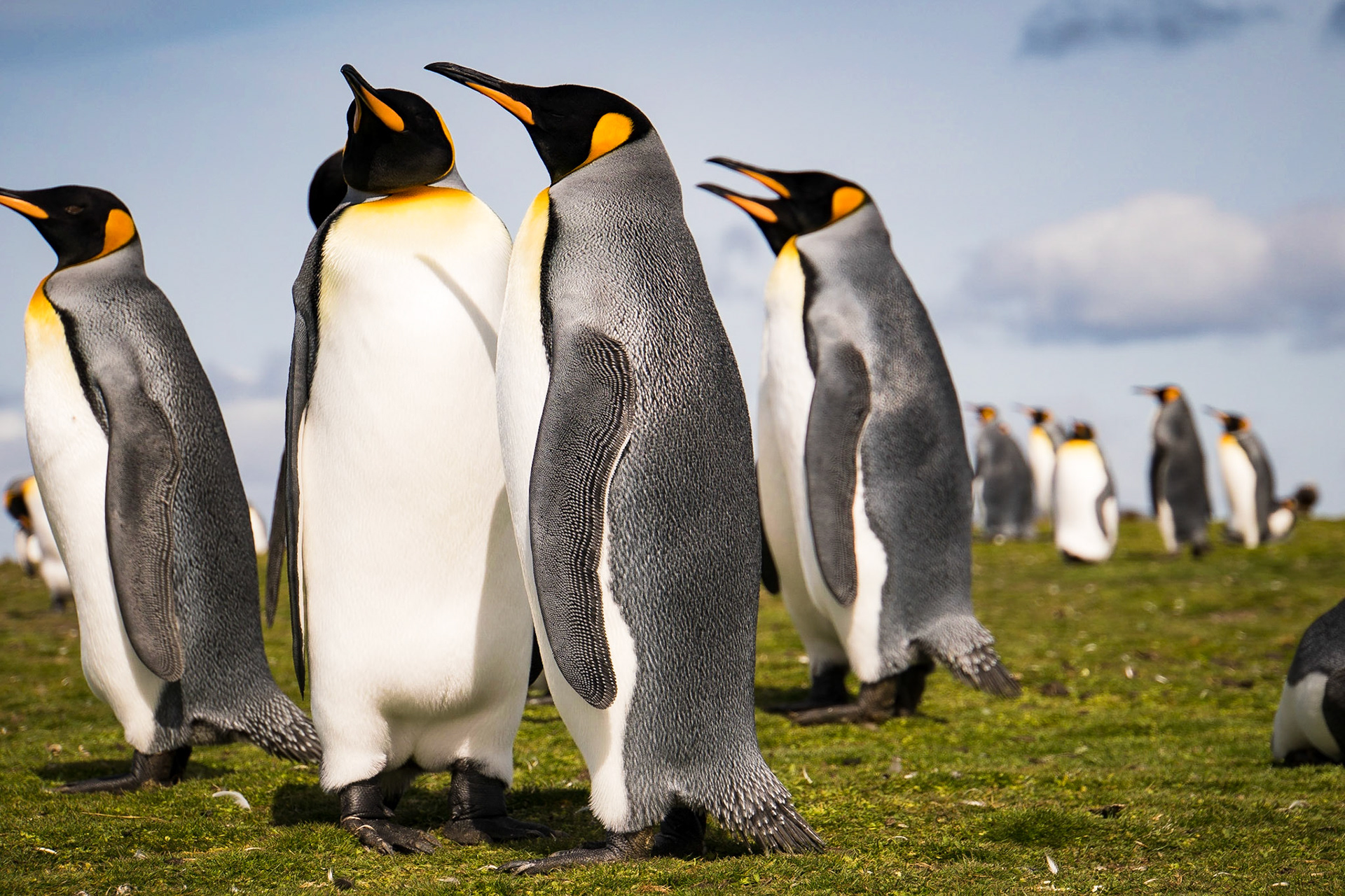 King penguins
