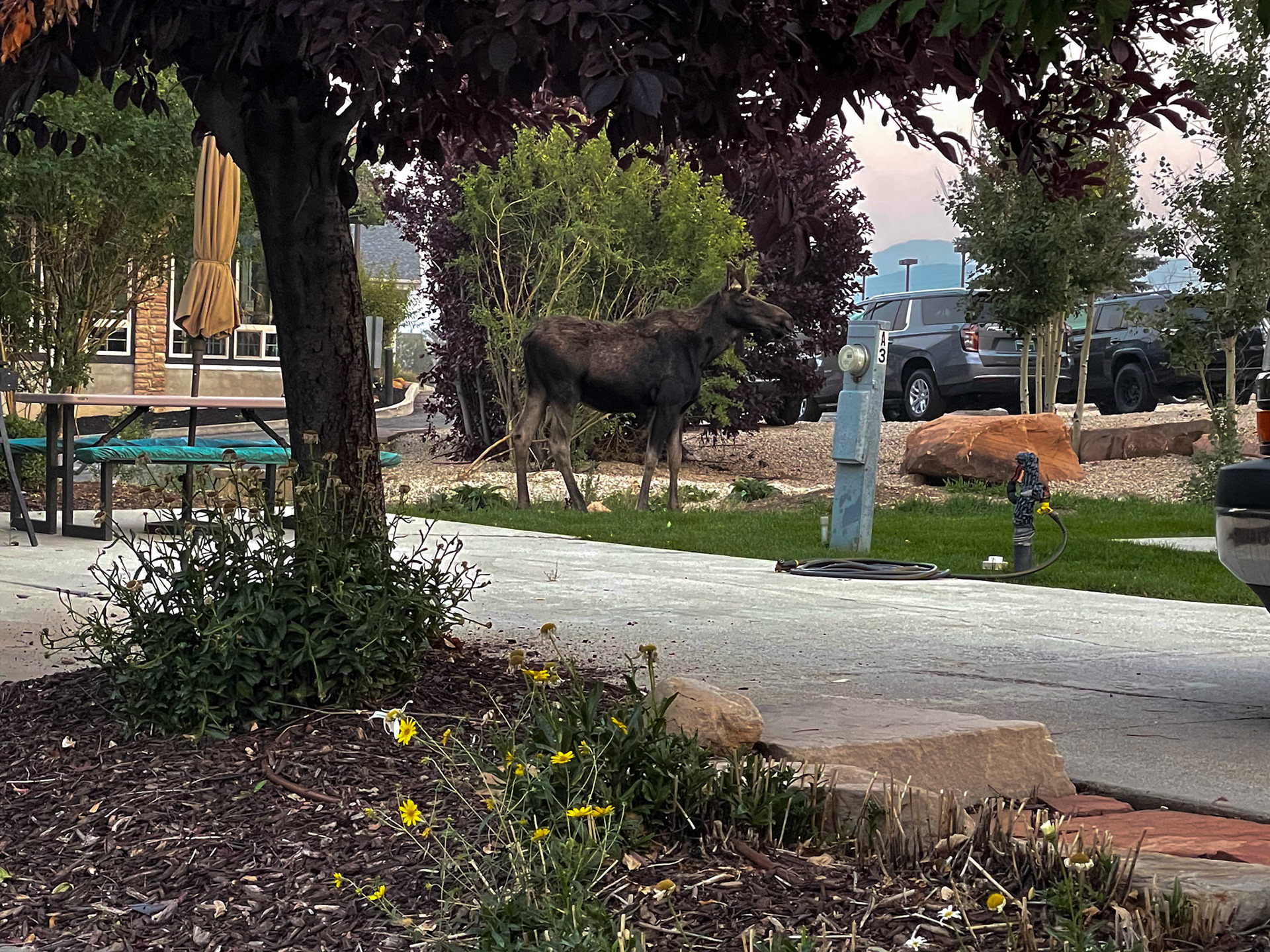 Finally found a moose -- in the campground behind the RV!!